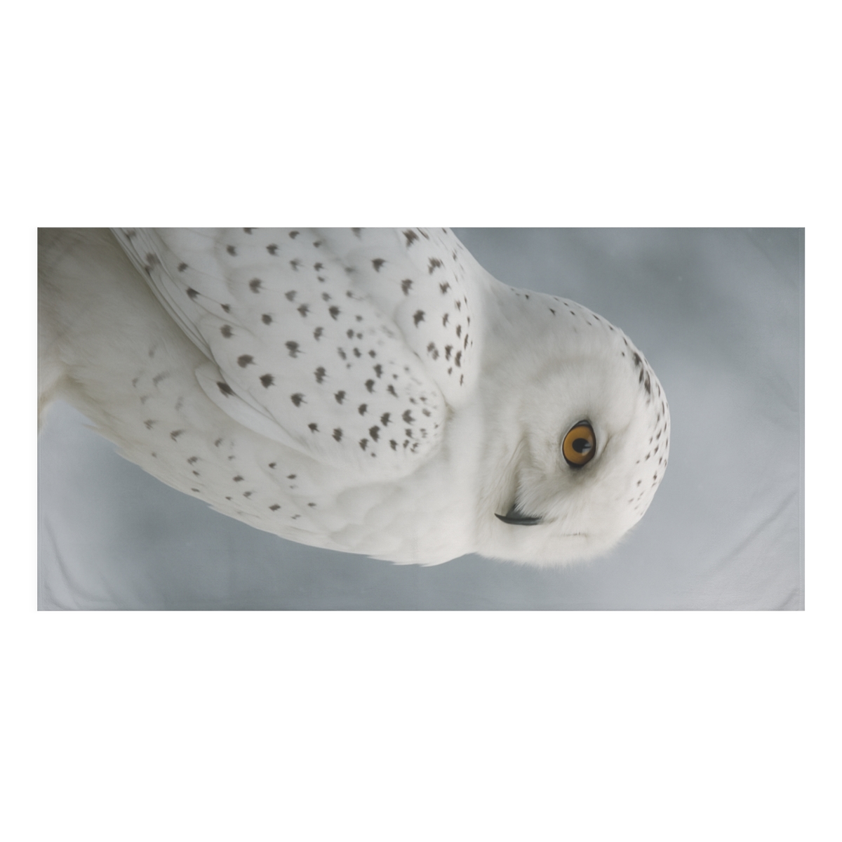 Dusky Sentinel Snowy Owl stylish beach towels