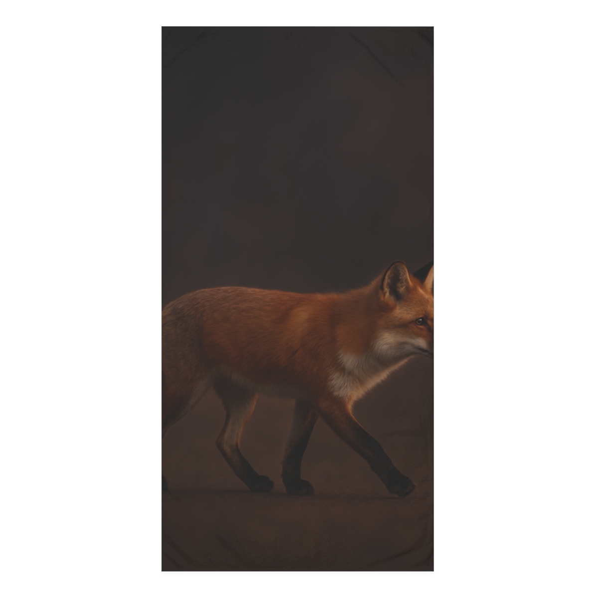 Dusky Stroll Red Fox soft cotton towels