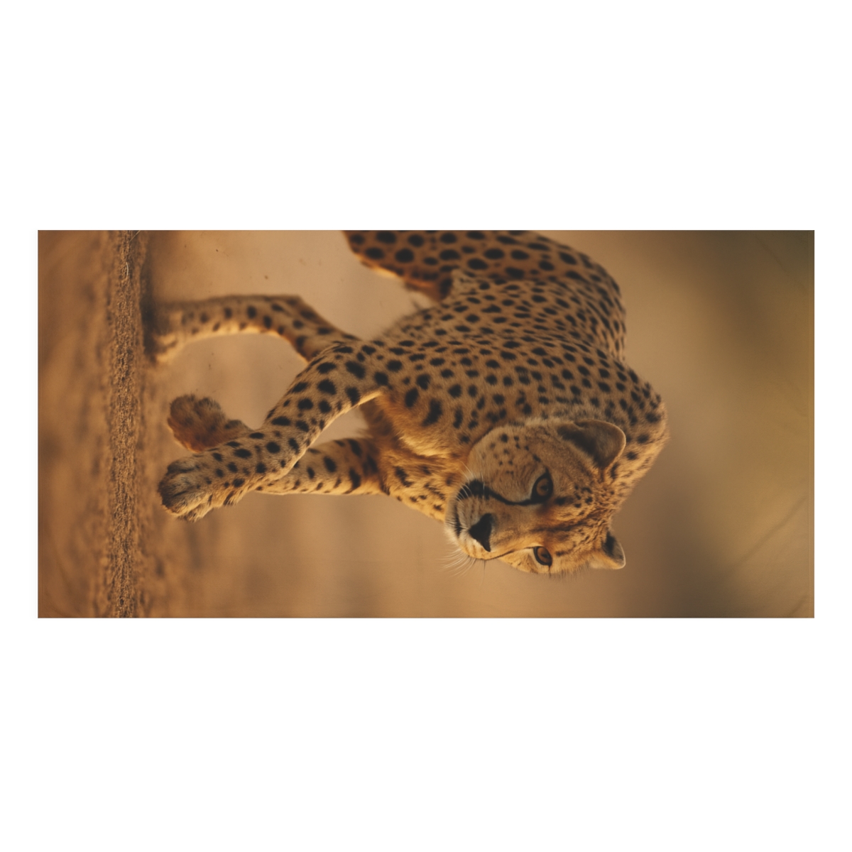 Dust Trail Cheetah soft cotton towels