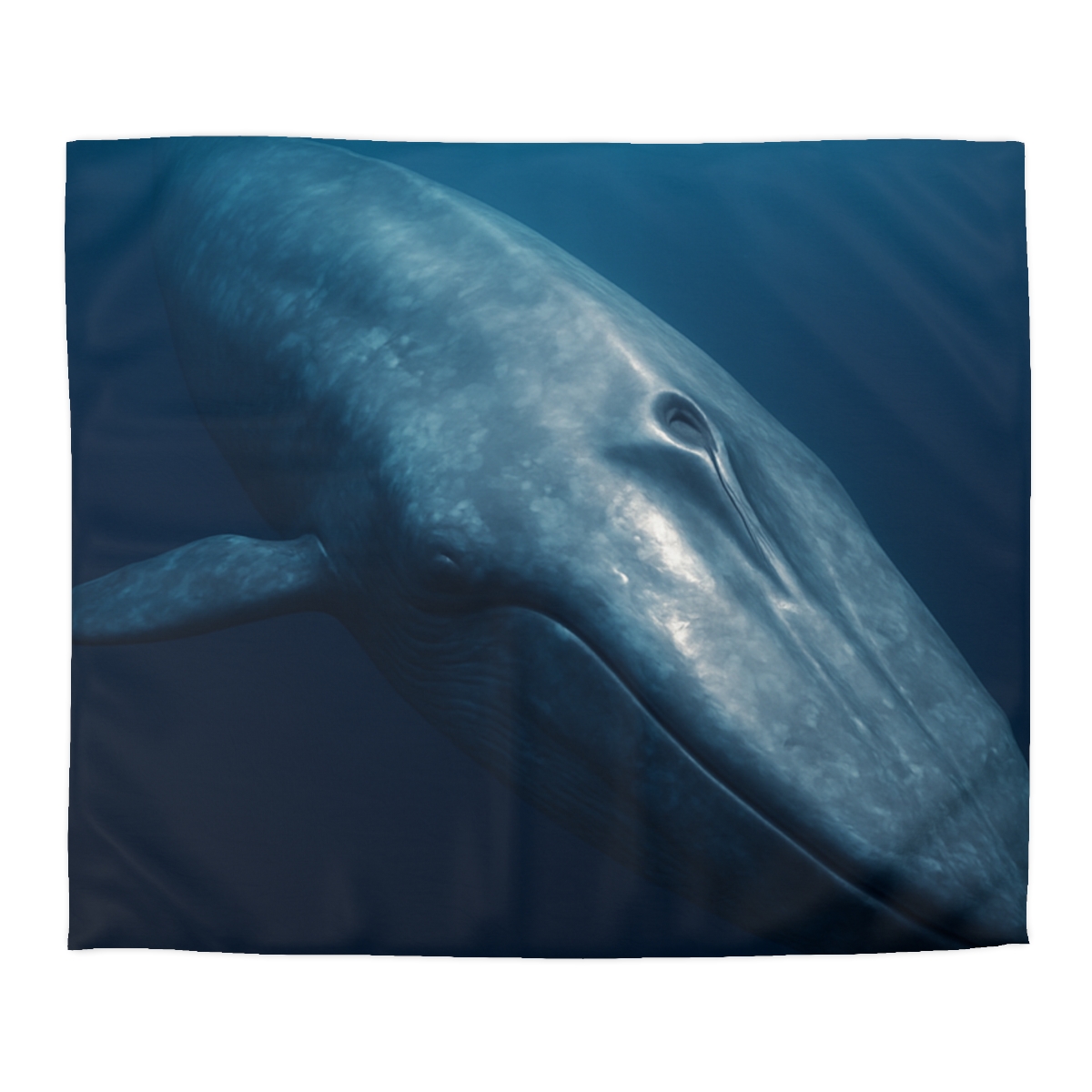 Ocean Song Blue Whale stylish duvet covers