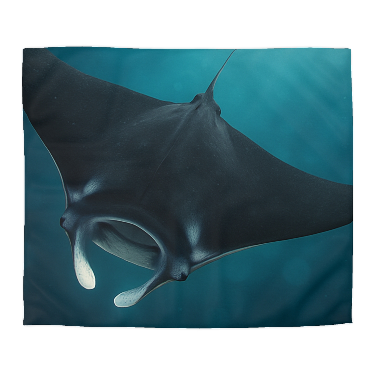 Cosmic Glide Manta Ray unique patterned duvets