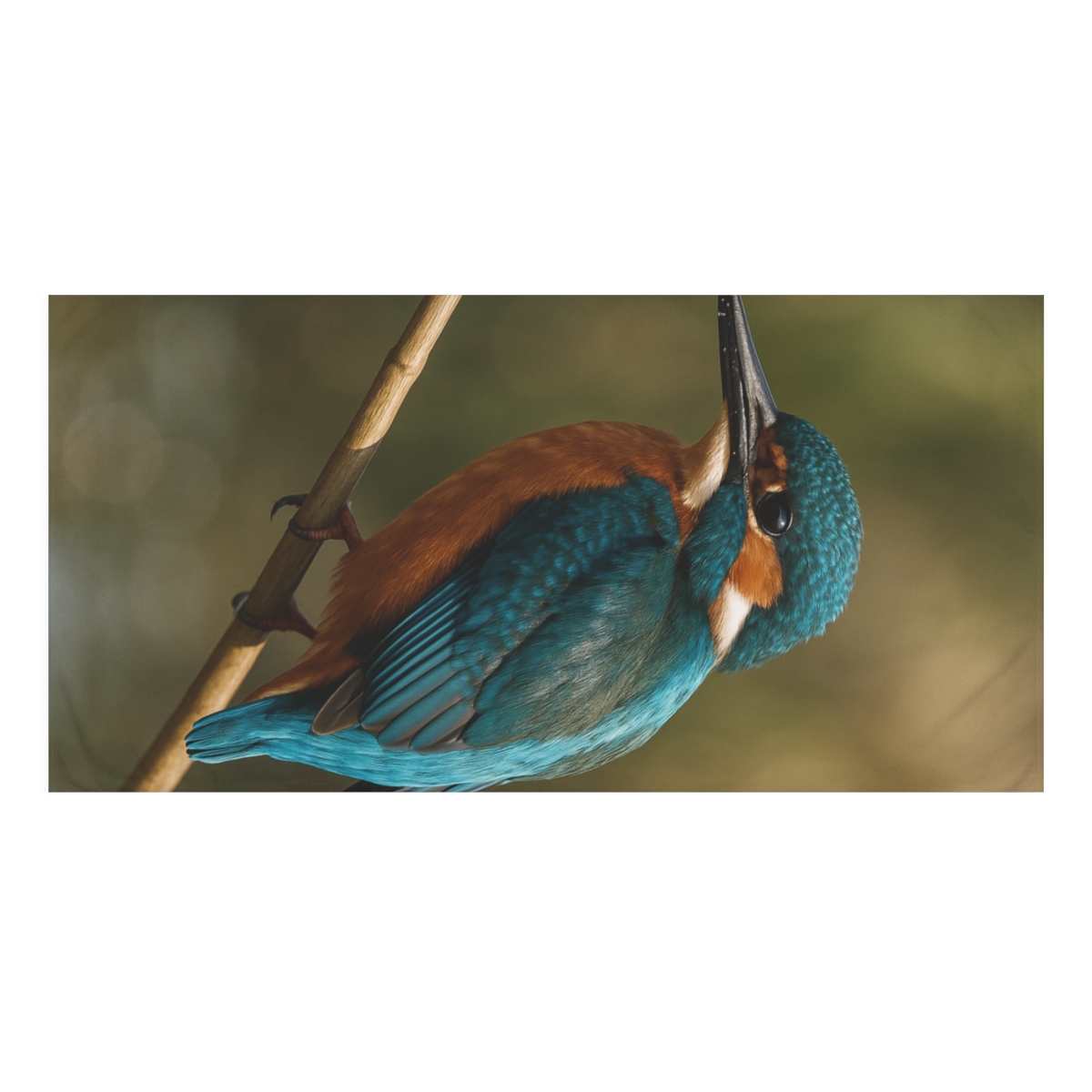 Prism Flash Common Kingfisher comfortable face towels