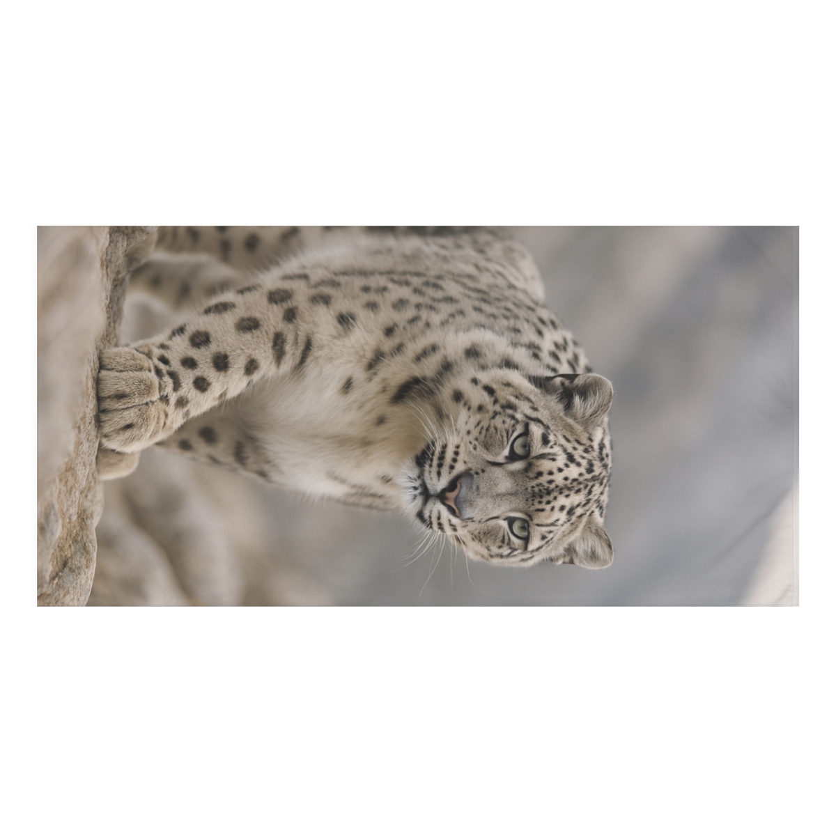 Snow Leopard Silent Ascent unique gift towels