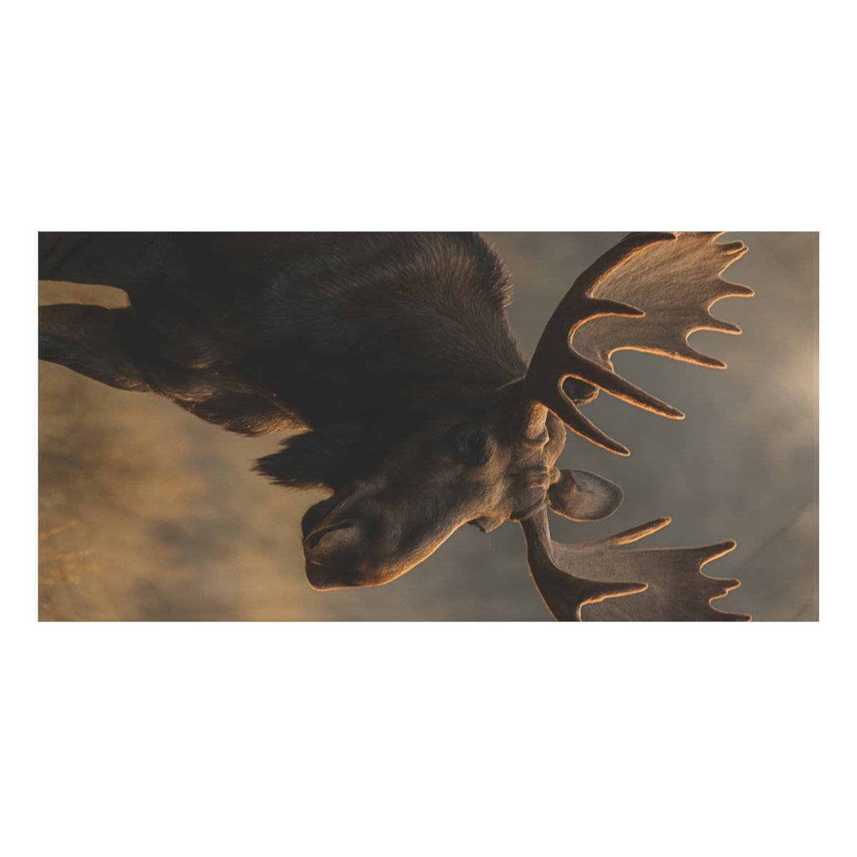 Ember Antlers Moose decorative home towels