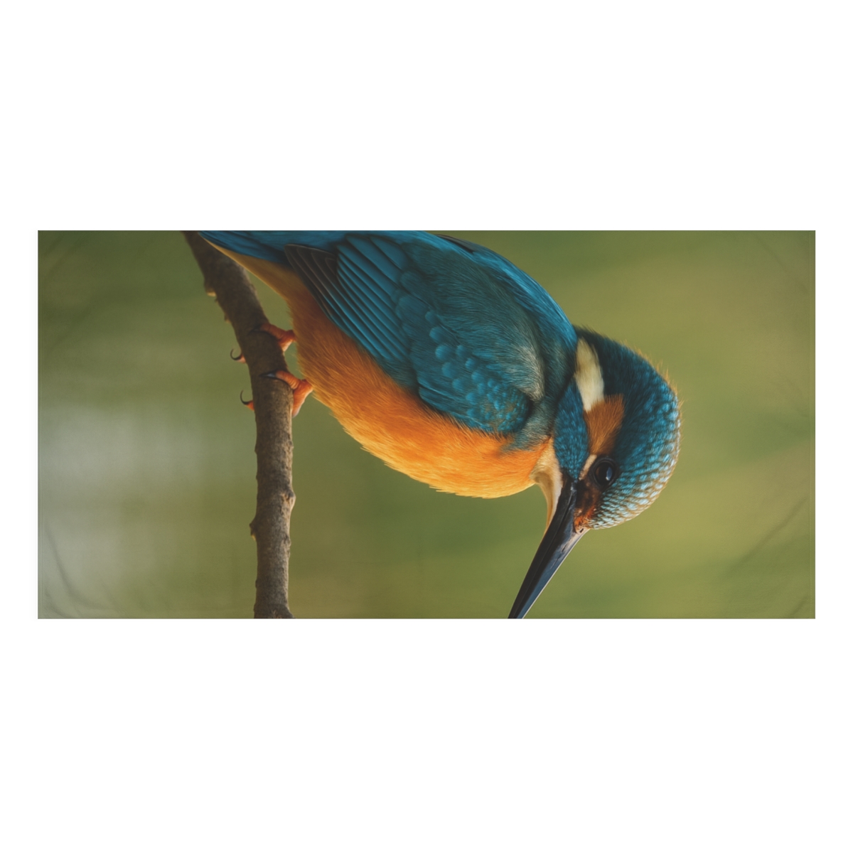 Ember Crest Kingfisher stylish beach towels