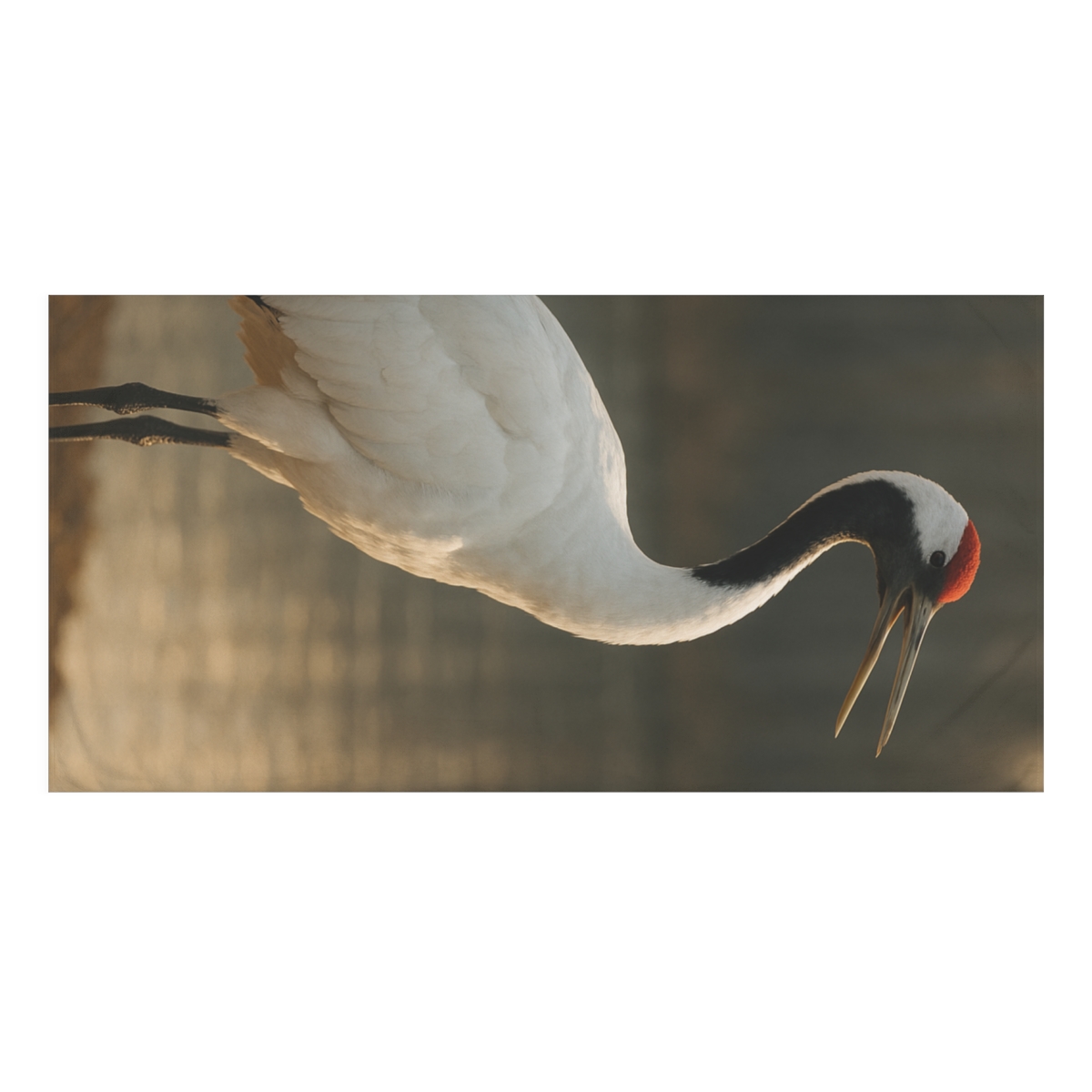 Ember Crown Red Crowned Crane comfortable face towels