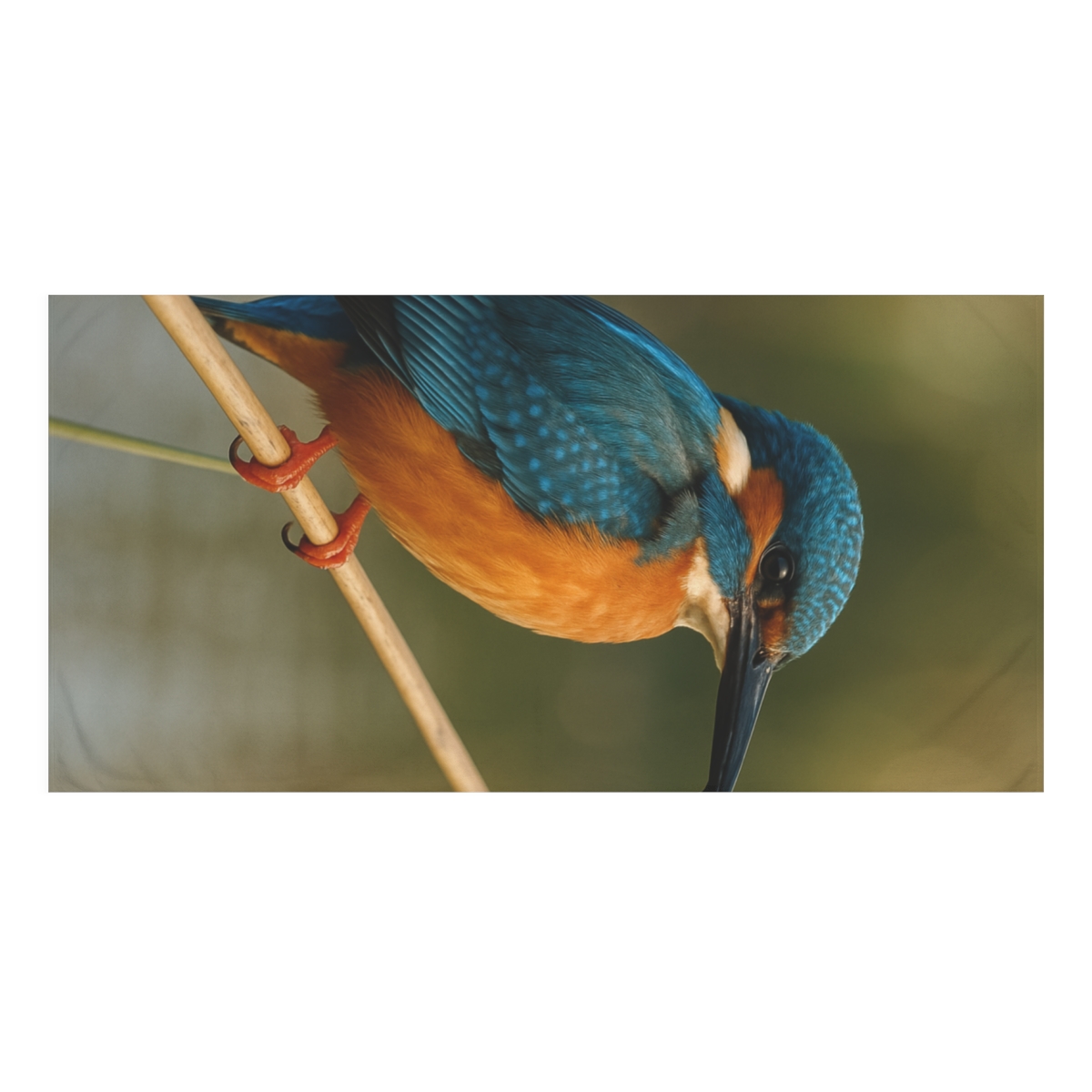 Ember Eye Kingfisher comfortable face towels