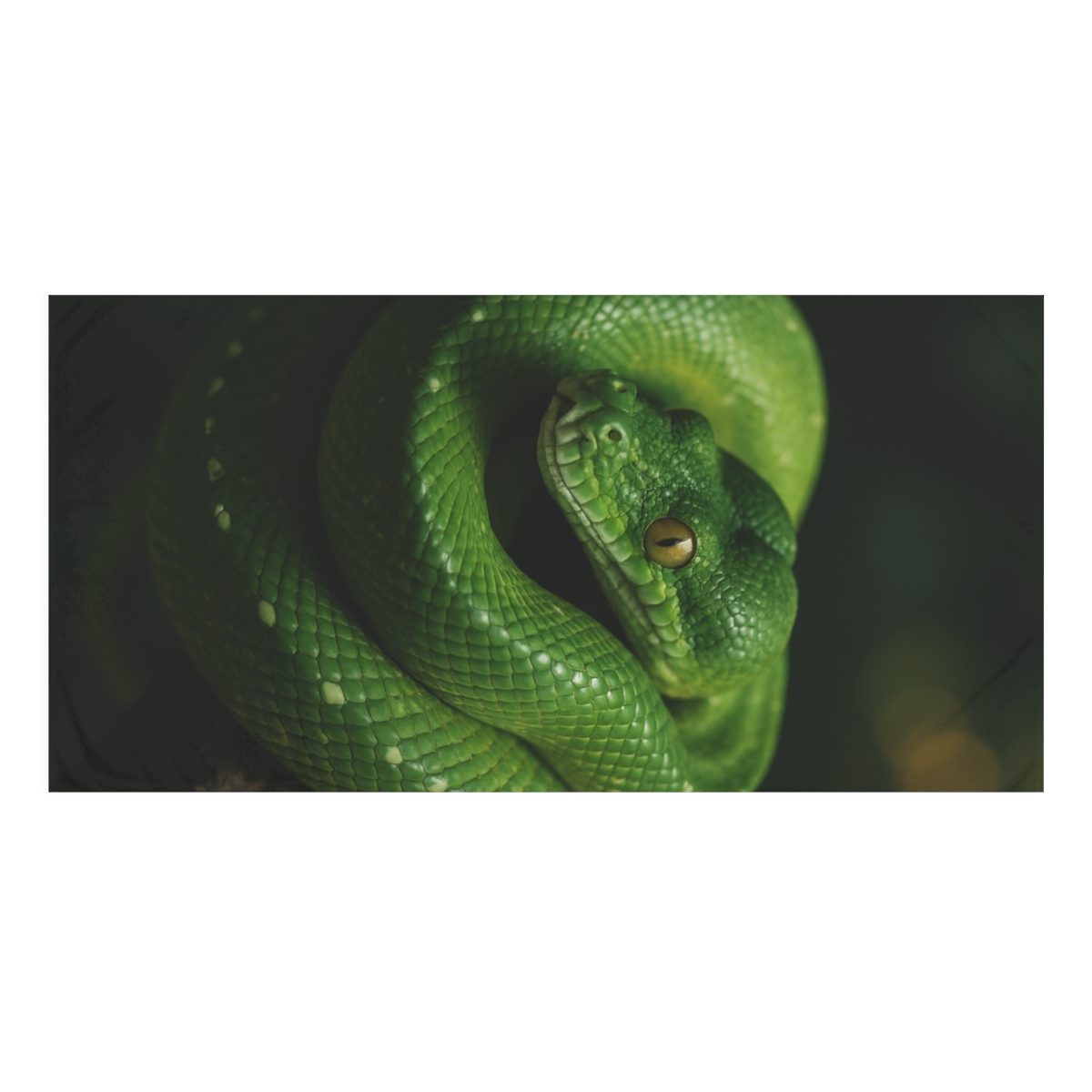 Ember Eye Vigil Green Tree Python personalized bath towels