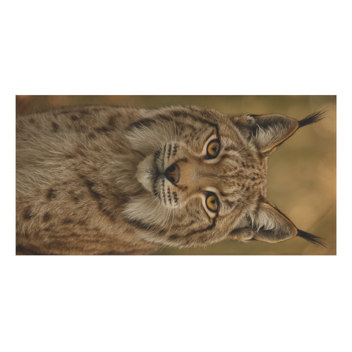 Ember Focus Eurasian Lynx stylish beach towels