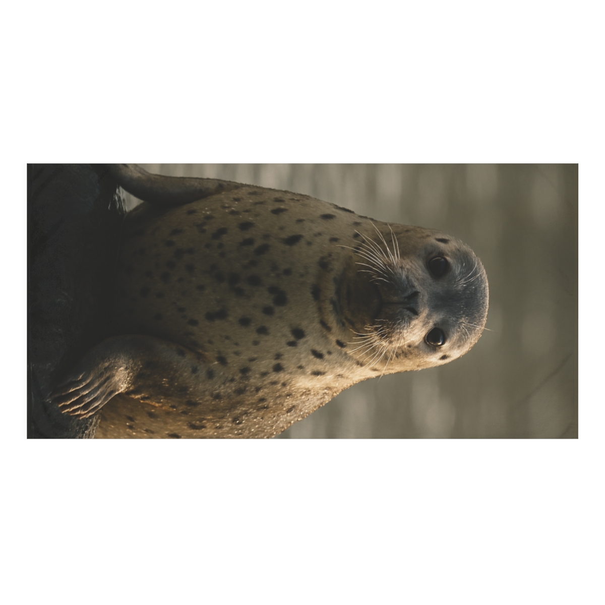 Ember Gaze Harbor Seal comfortable face towels
