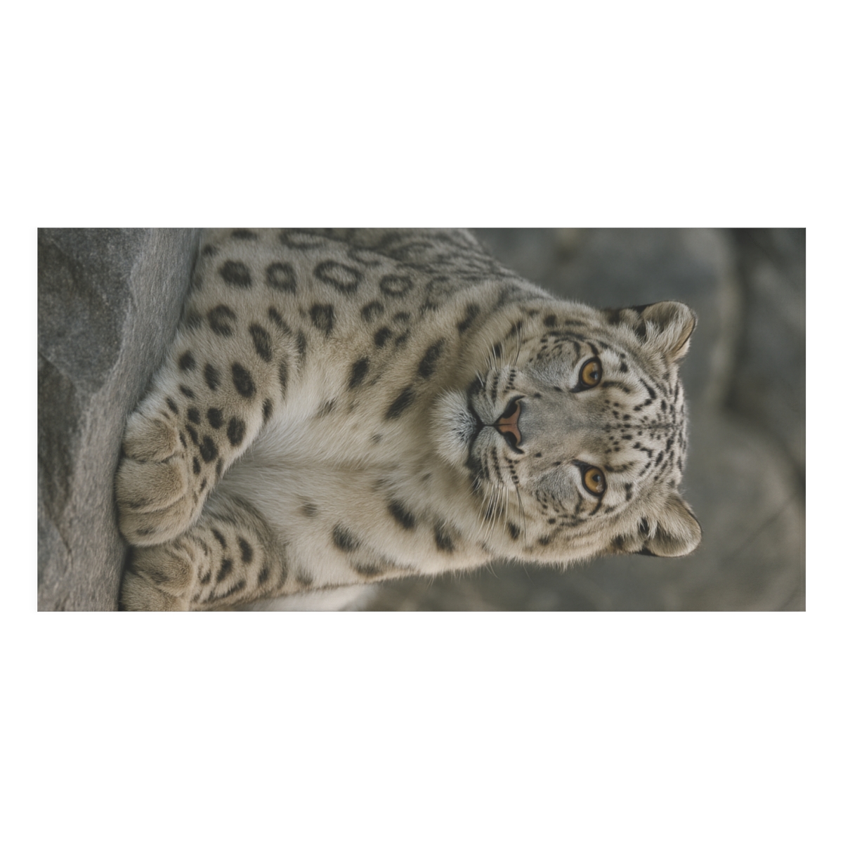 Ember Gaze Snow Leopard decorative home towelscustom towels