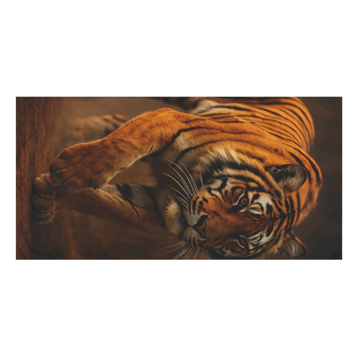 Ember Stalker Bengal Tiger unique gift towels