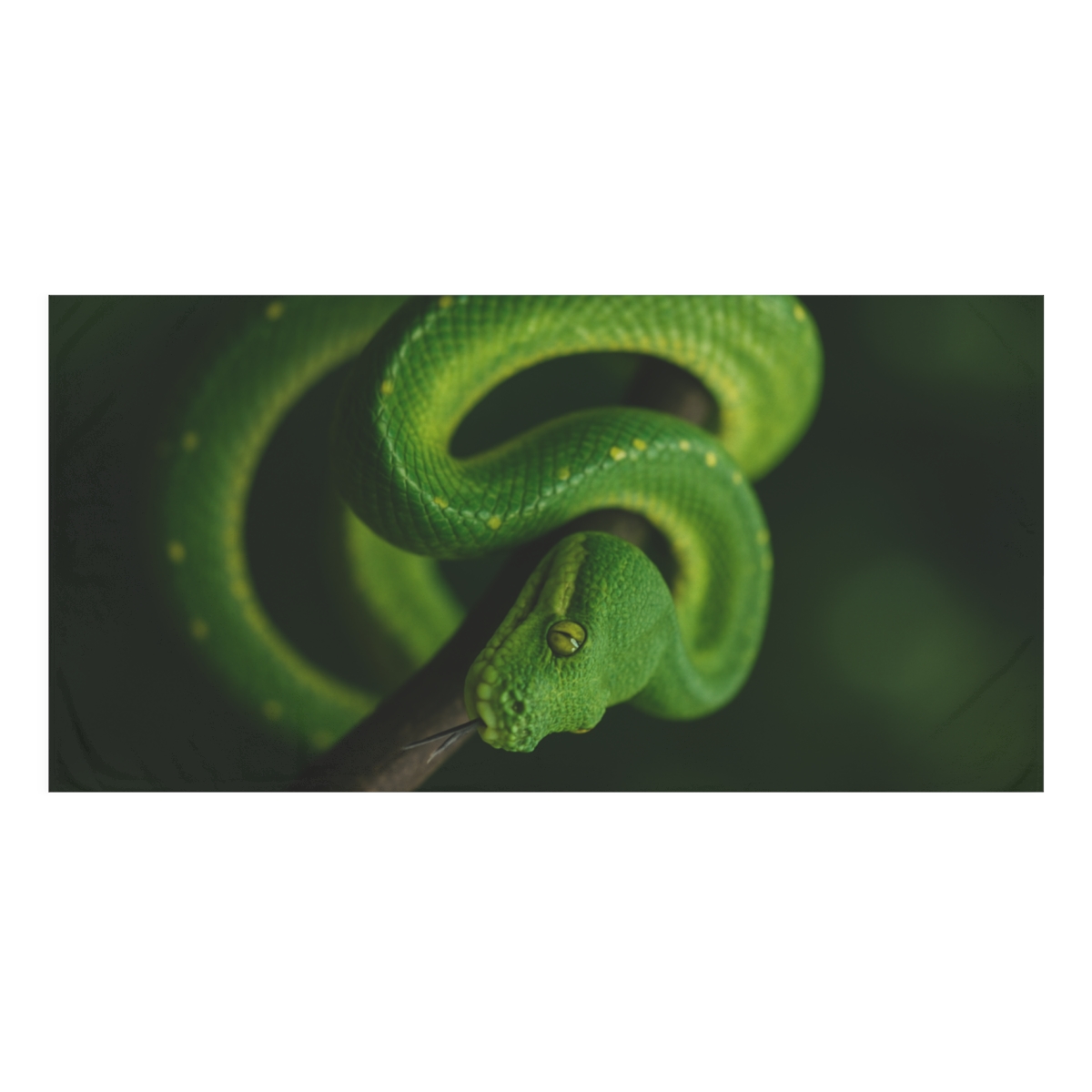 Emerald Coil Green Tree Python unique gift towels