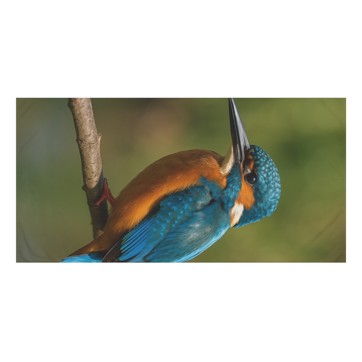 Emerald Flash Kingfisher soft cotton towels