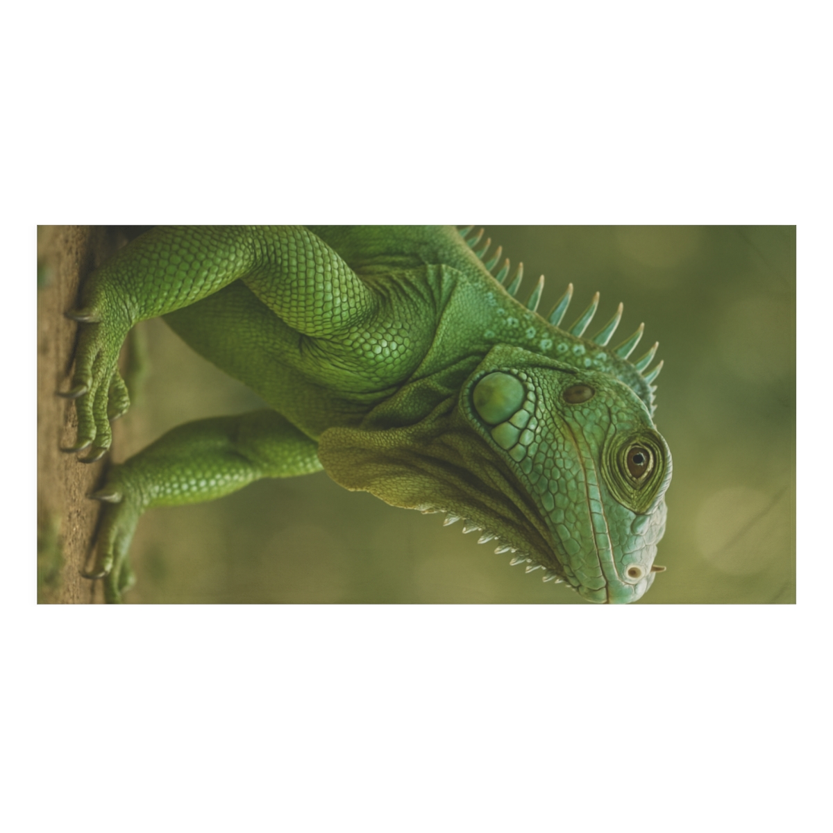 Emerald Stillness Green Iguana comfortable face towels
