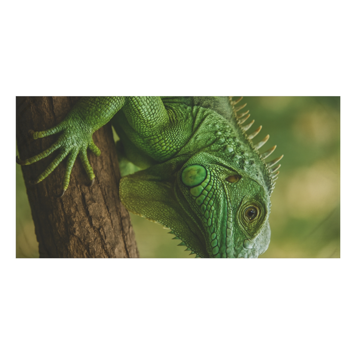 Emerald Stillness Green Iguana comfortable face towels