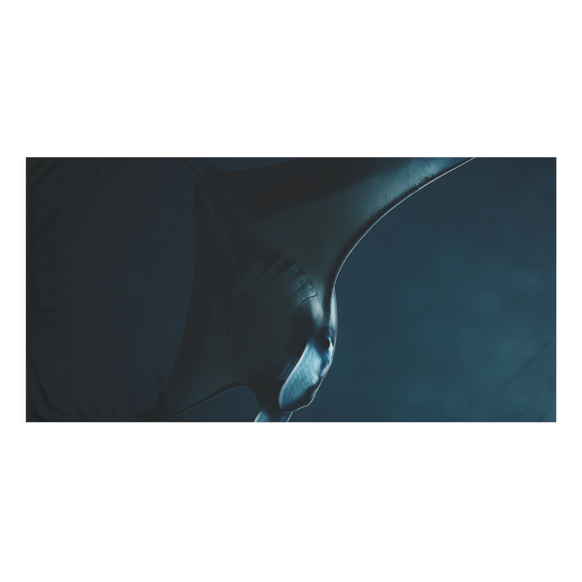 Starlit Glide Manta Ray decorative home towels
