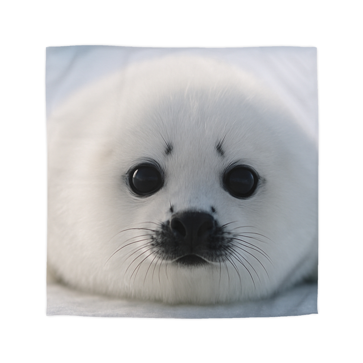 Snow Dream Harp Seal Pup unique patterned duvets