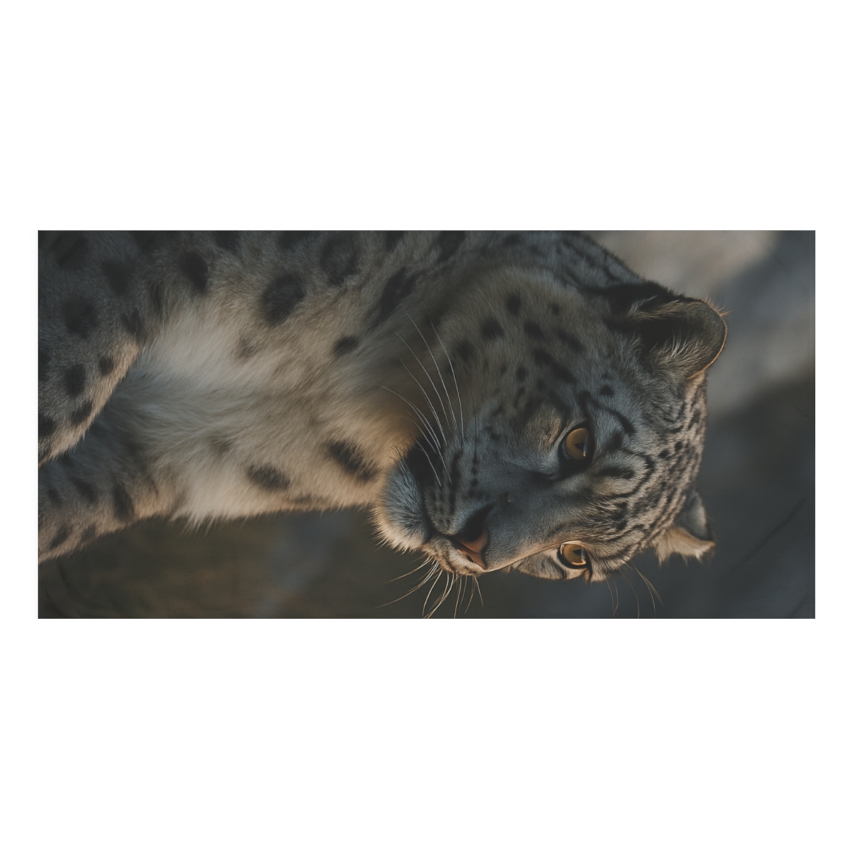 Highland Ghost Snow Leopard personalized bath towels