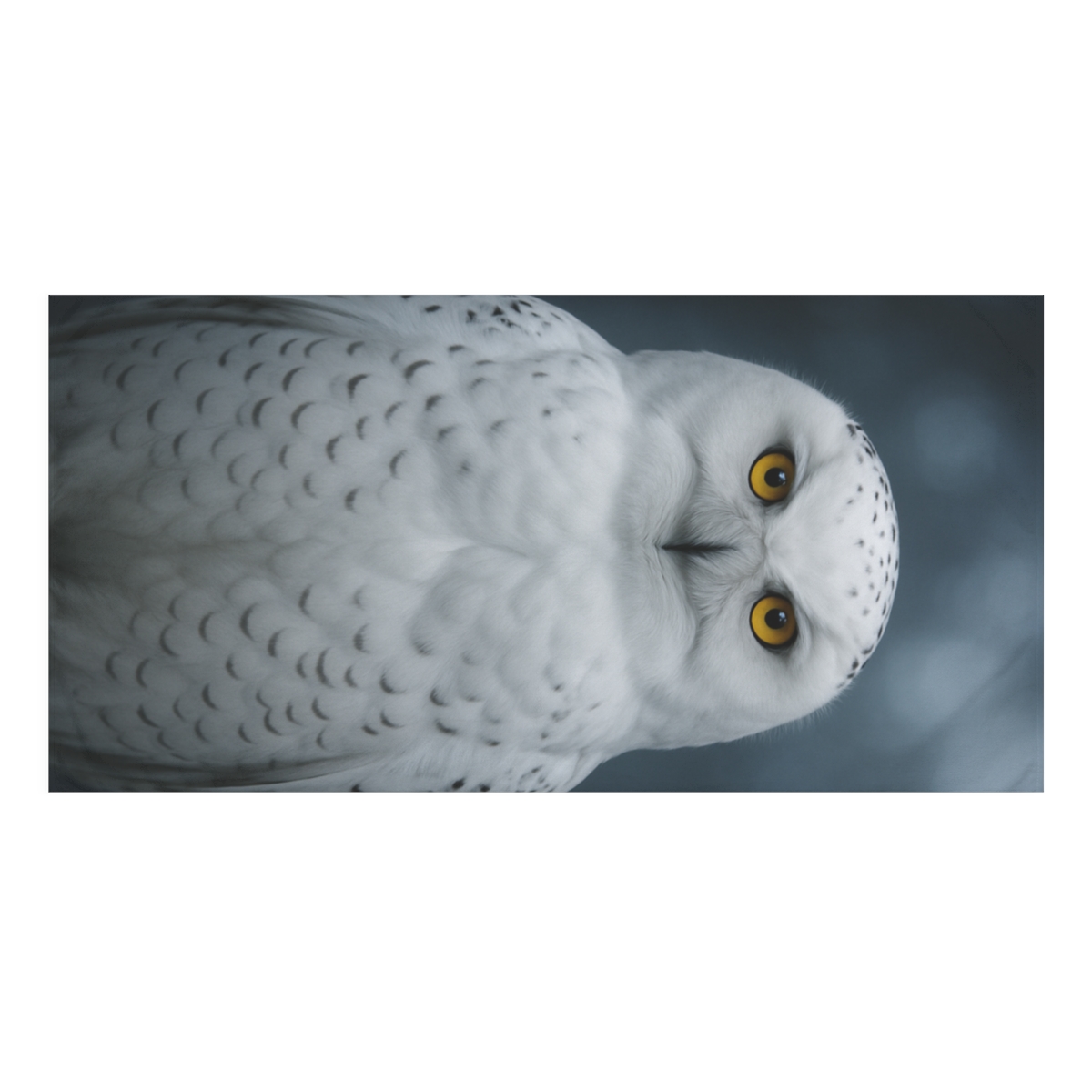 Midnight Watch Snowy Owl soft cotton towels