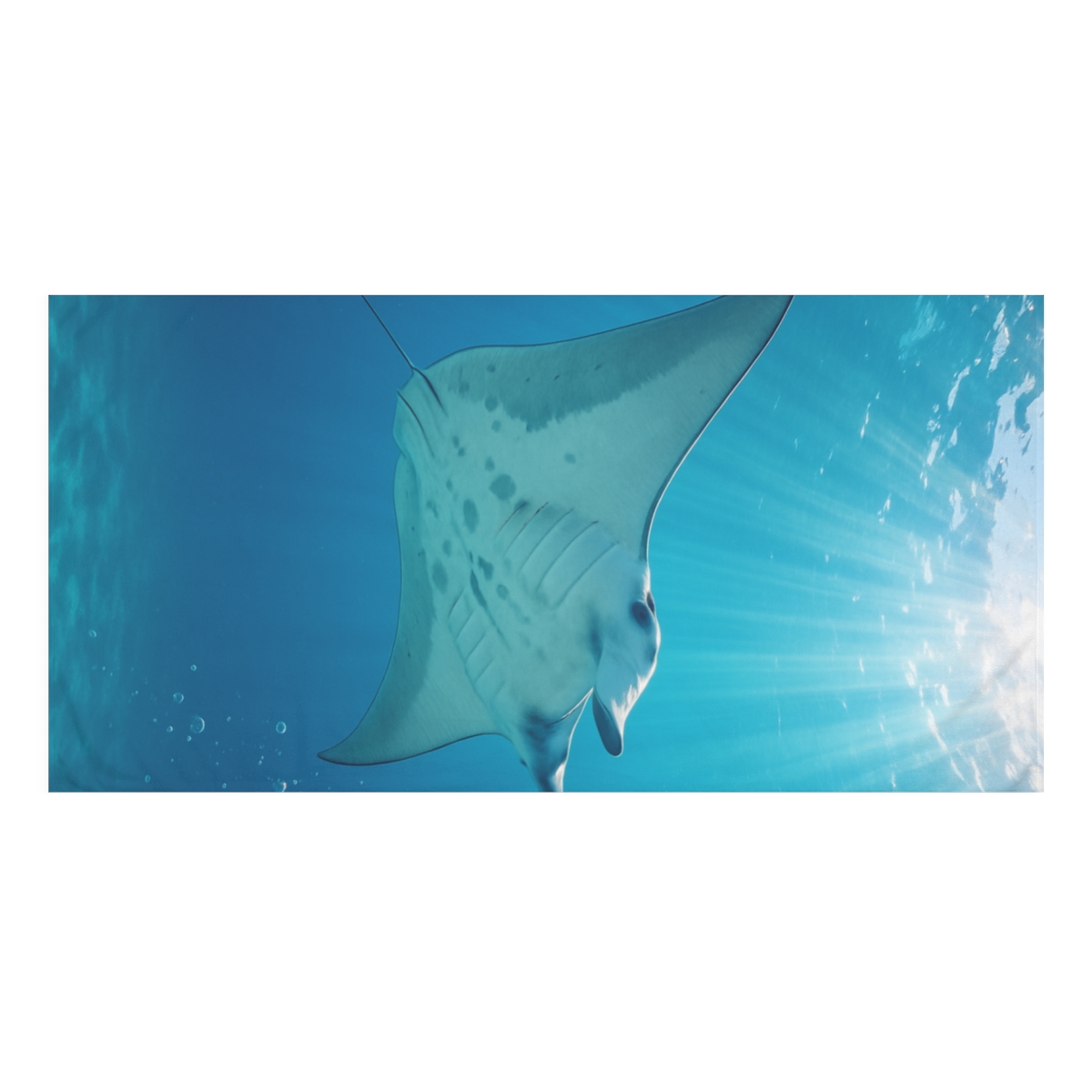 Ocean Wanderer Manta Ray stylish beach towels
