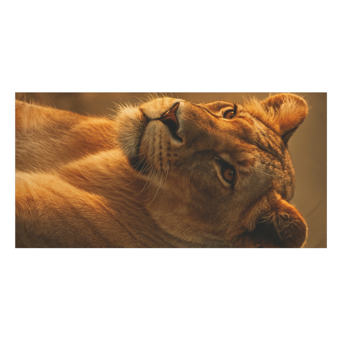 Golden Halo Lioness trendy hand towels