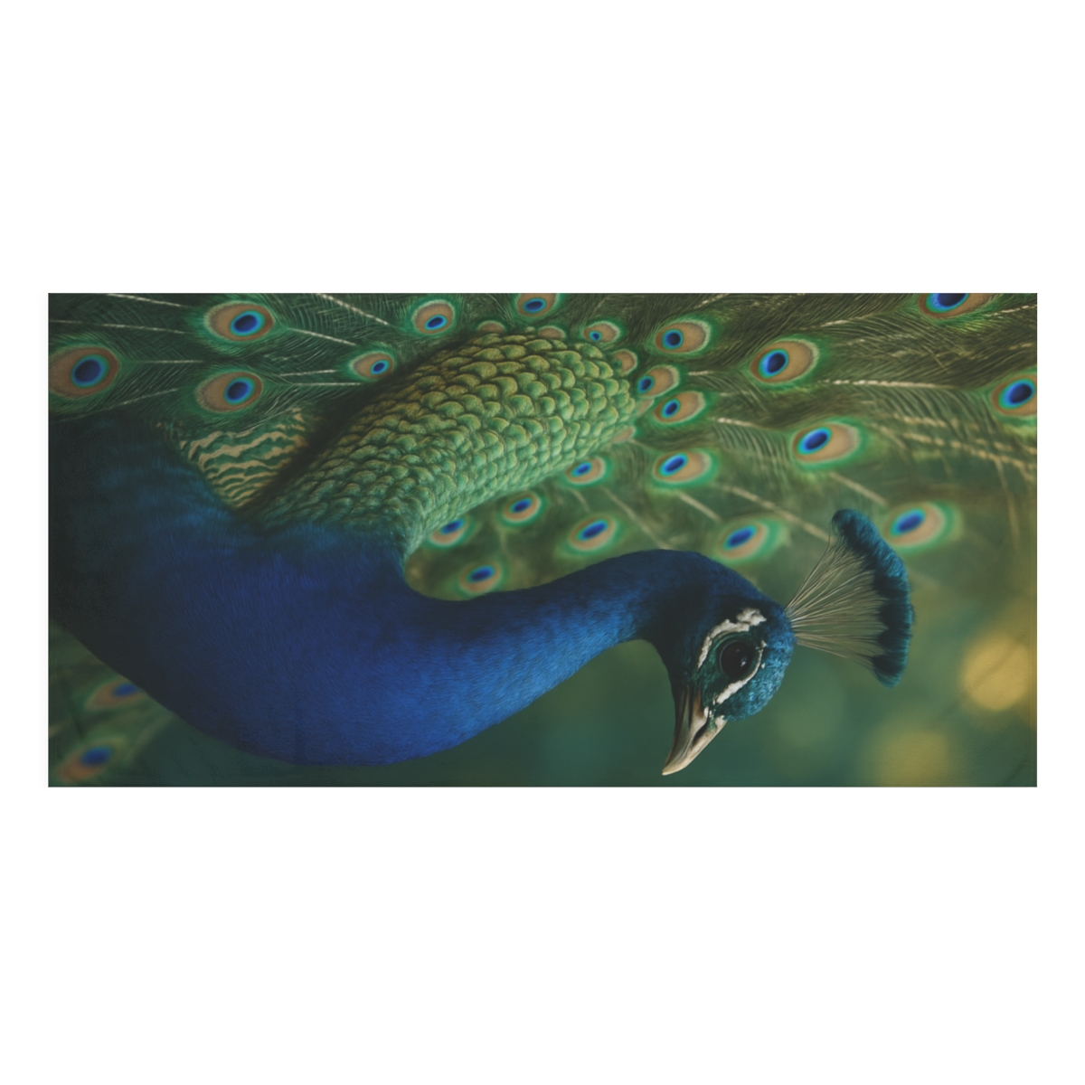 Feather Jewel Peacock unique gift towels