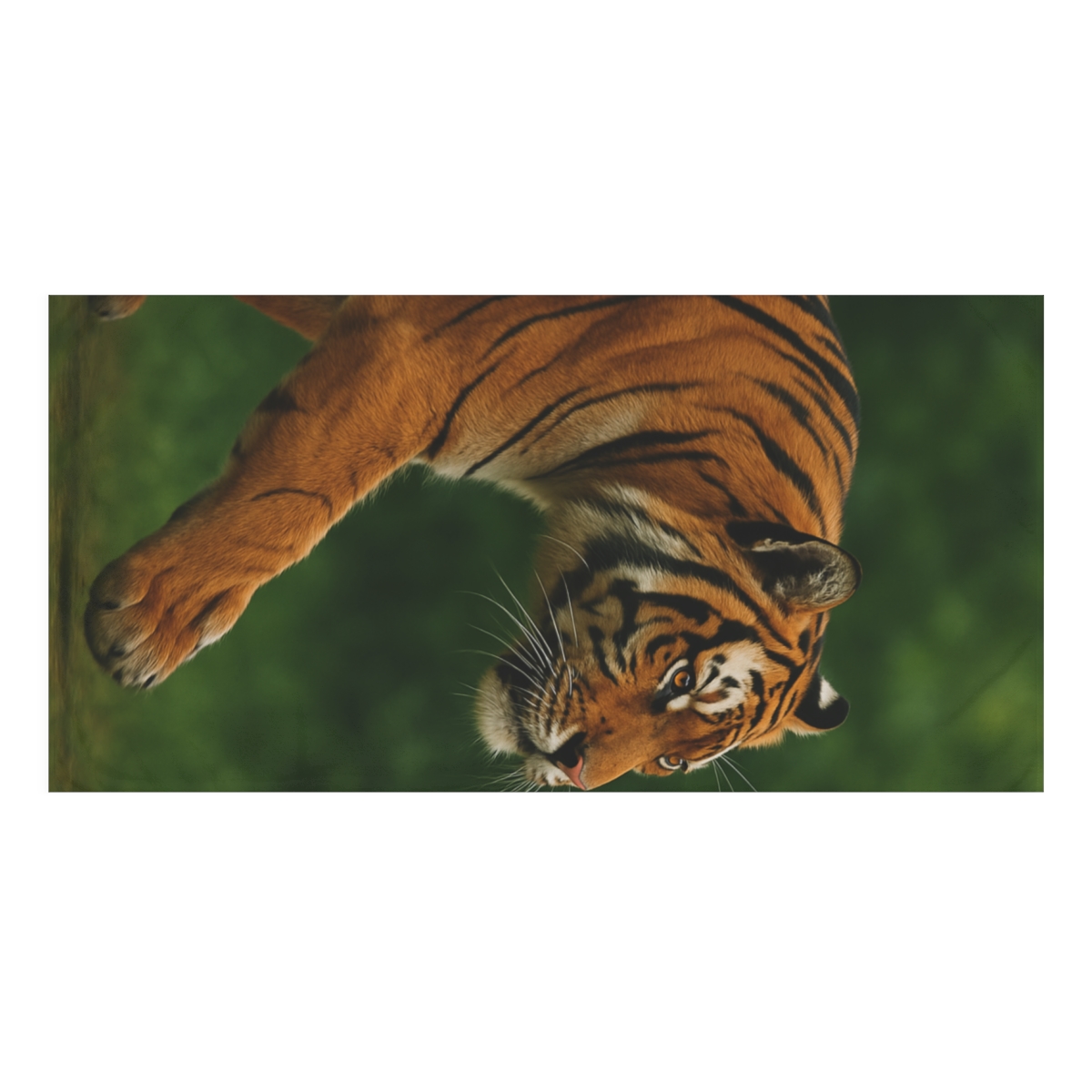 Forest Stalker Bengal Tiger comfortable face towels