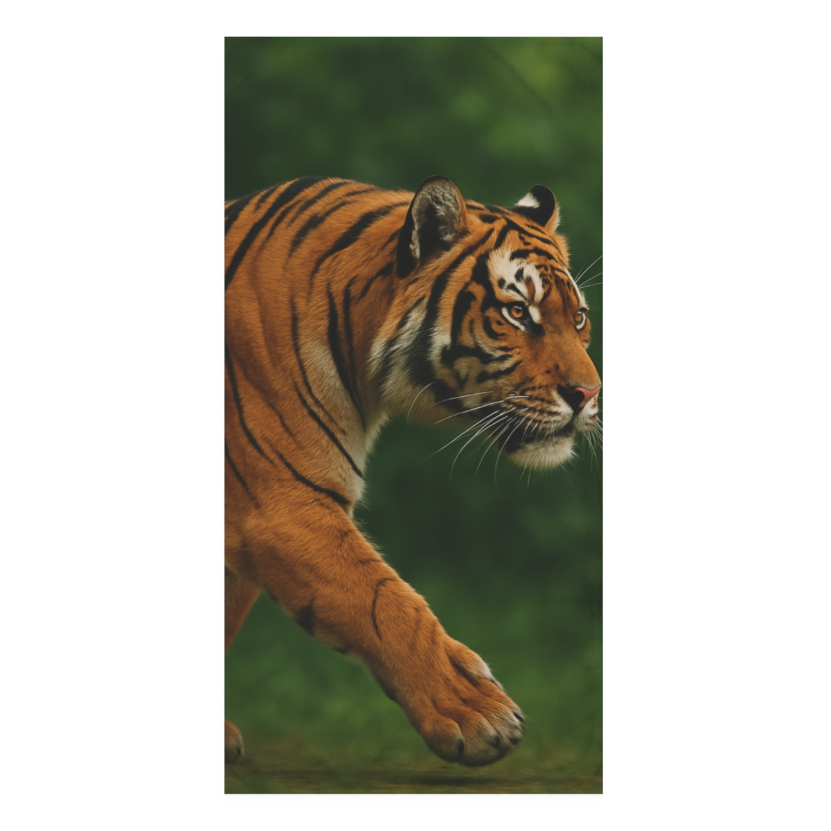 Forest Stalker Bengal Tiger comfortable face towels