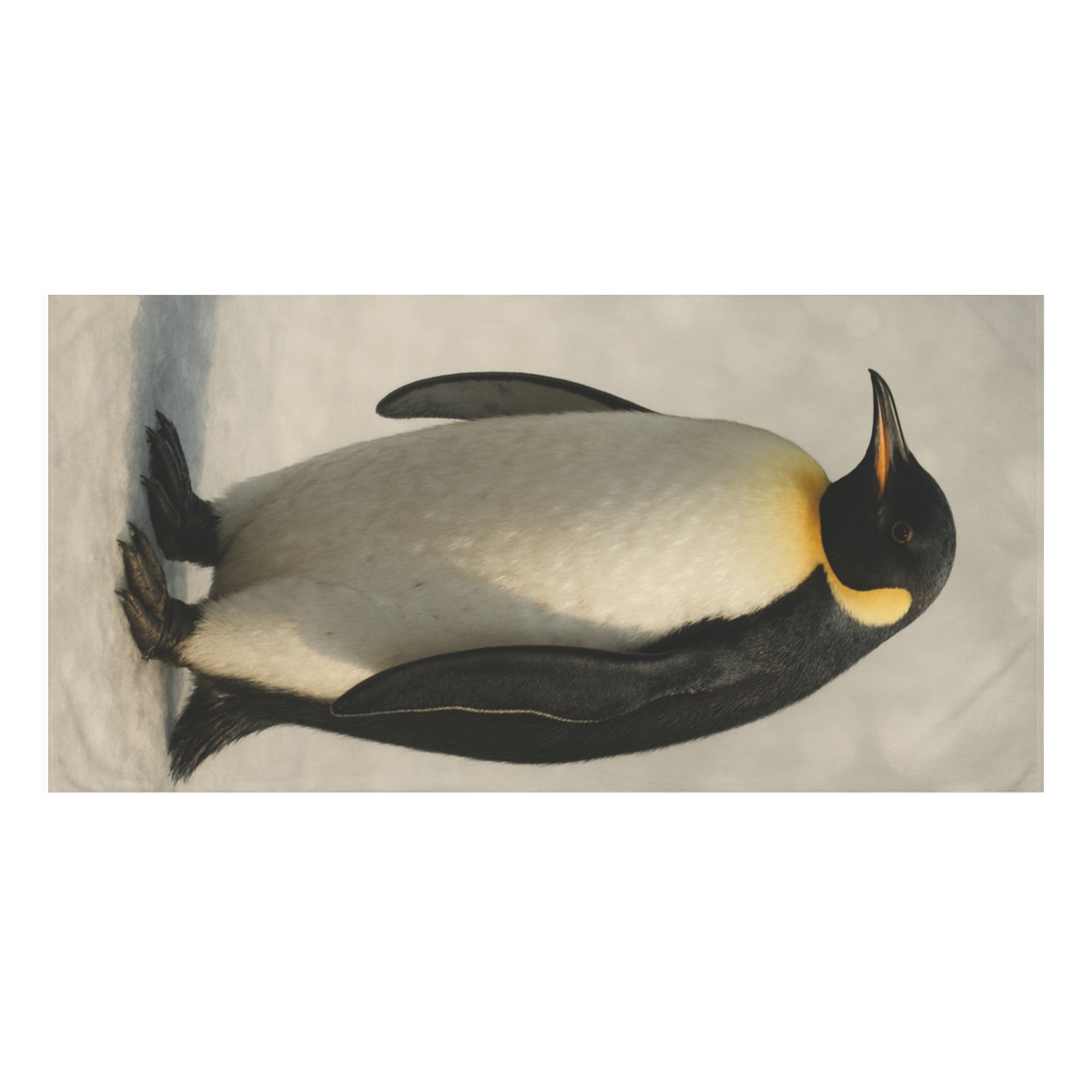 Frost Halo Emperor Penguin stylish beach towels