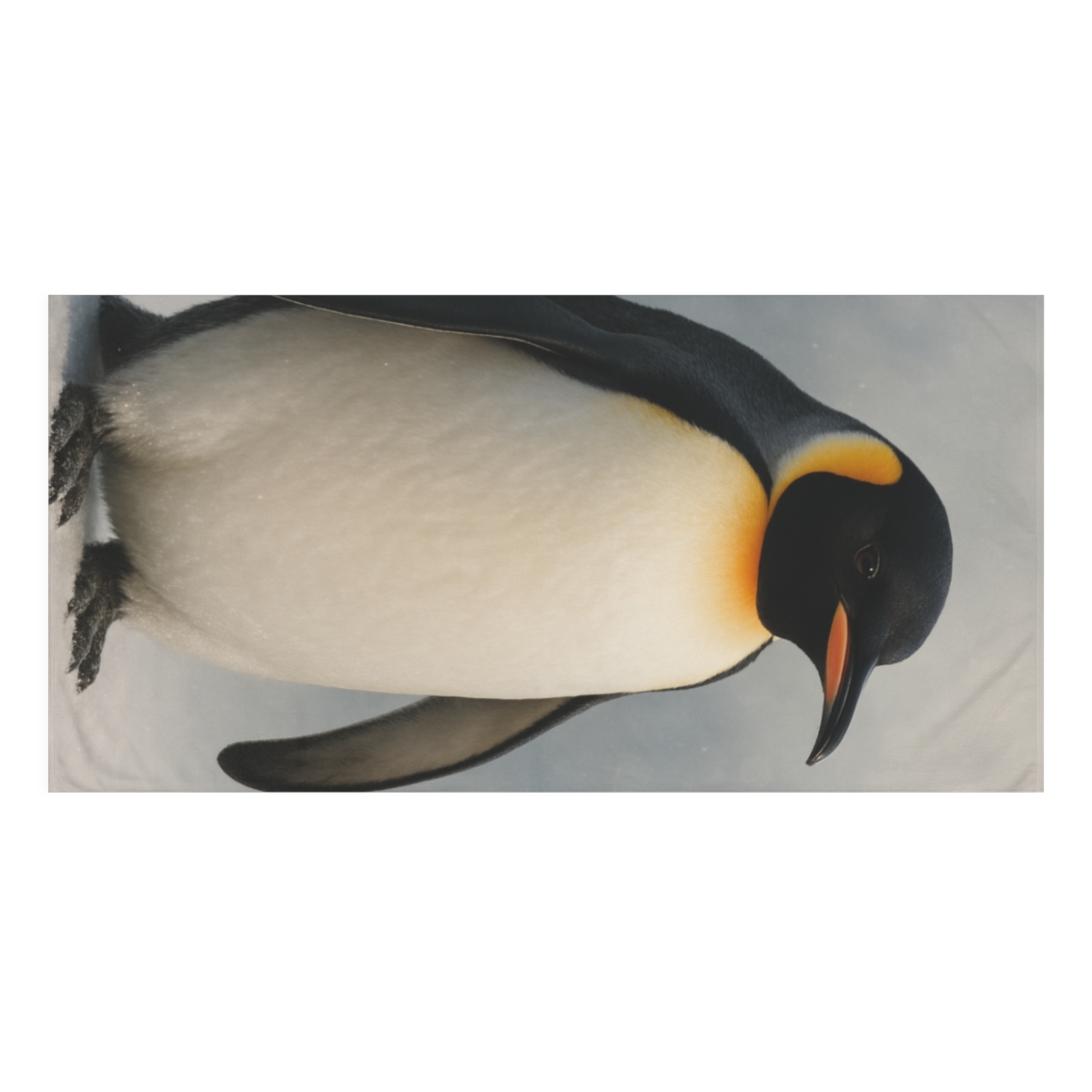 Frost Lantern Emperor Penguin soft cotton towels