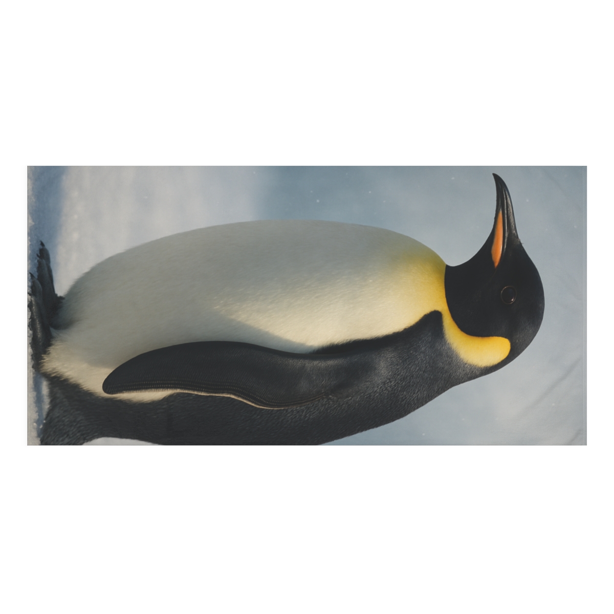 Frosted Dignity Emperor Penguin designer printed towels