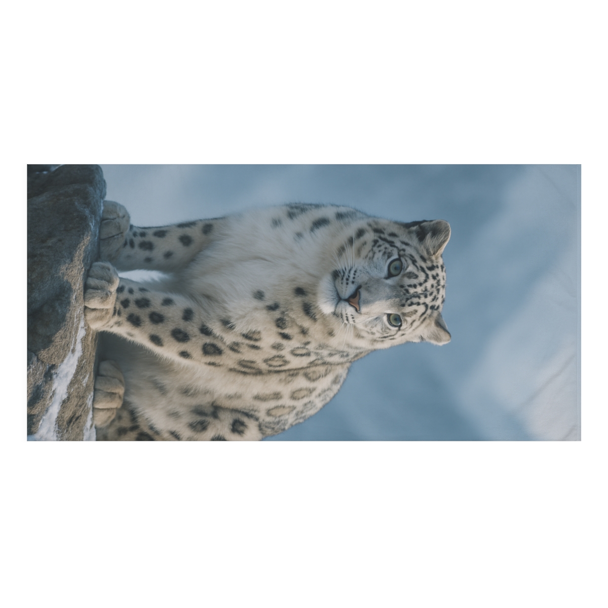 Frosty Sentinel Snow Leopard unique gift towels