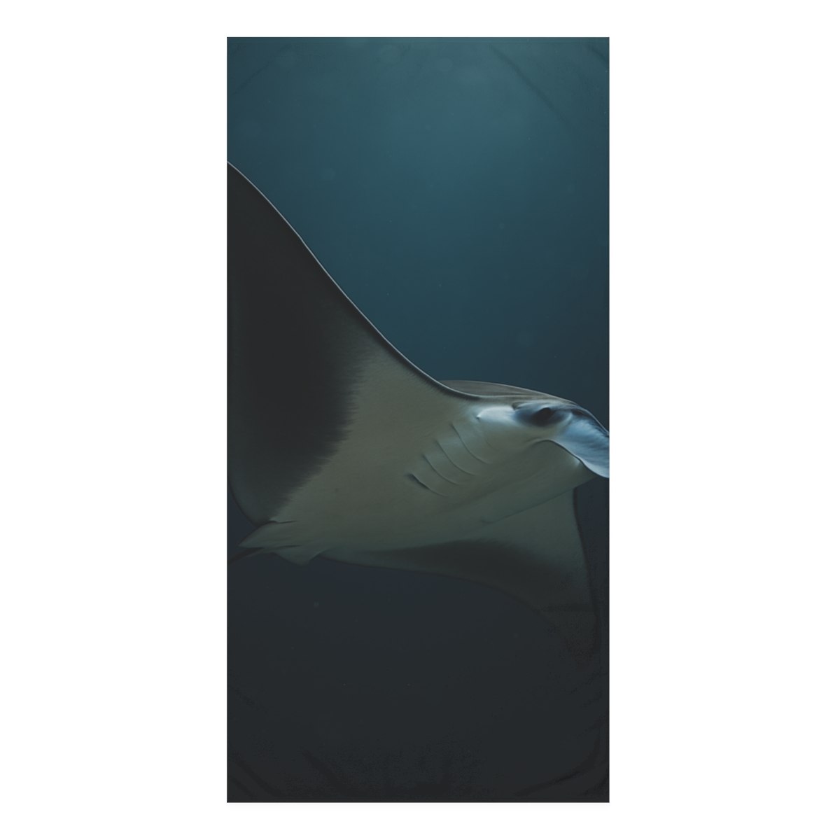 Galaxy Glide Manta Ray trendy hand towels