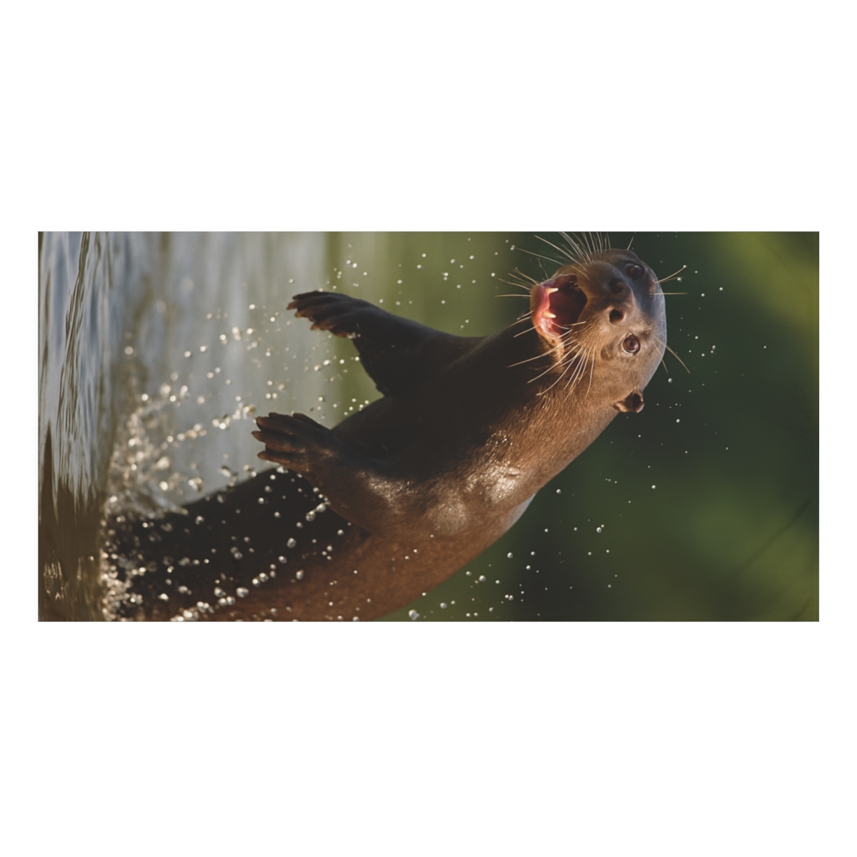 Giant Otter River Acrobat soft cotton towels