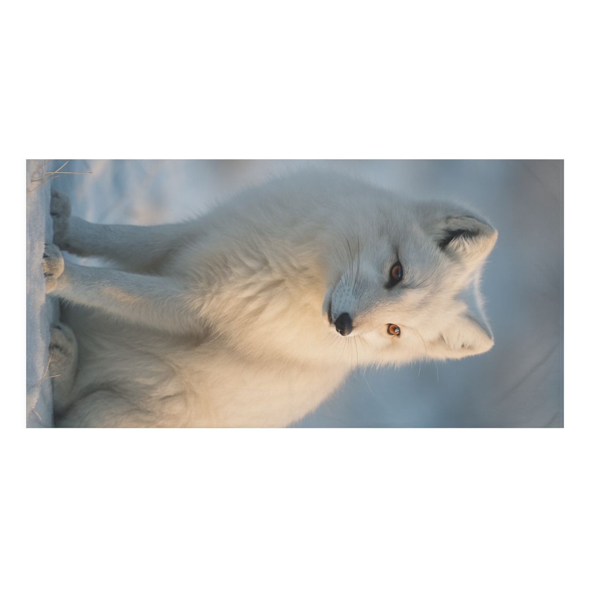Glacial Whisper Arctic Fox comfortable face towels