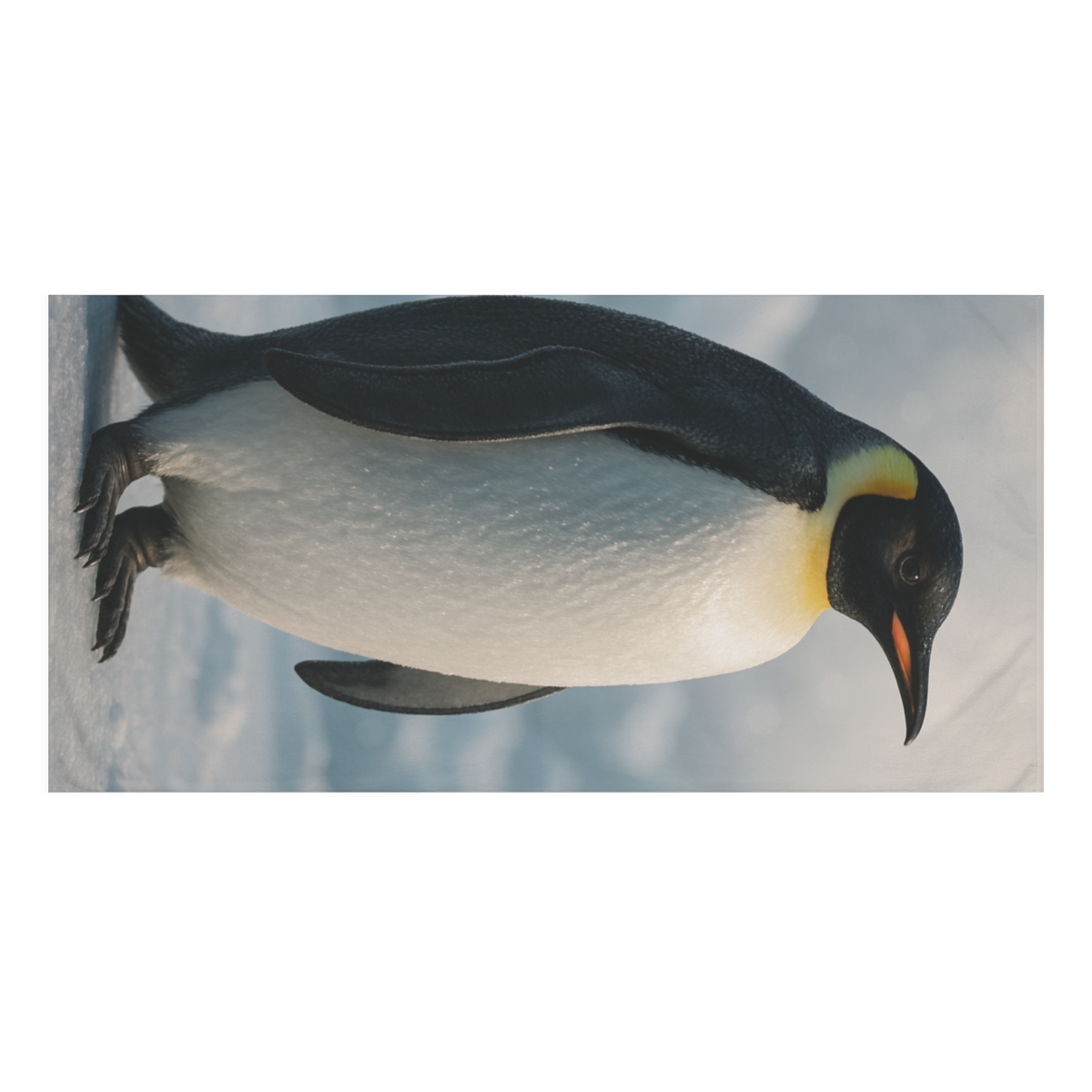 Glacier Drift Emperor Penguin soft cotton towels