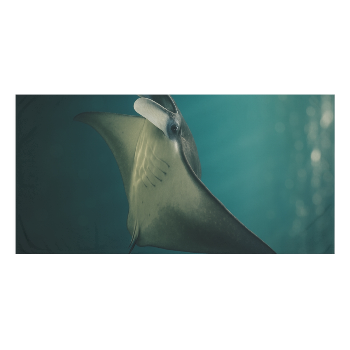 Glass Current Manta Ray comfortable face towels