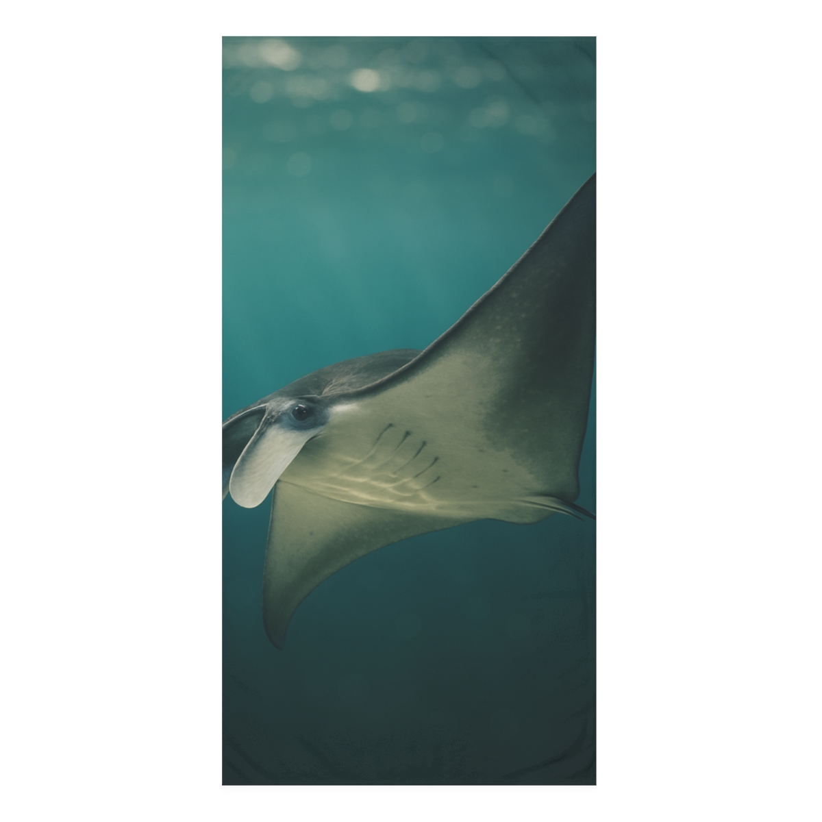 Glass Current Manta Ray comfortable face towels