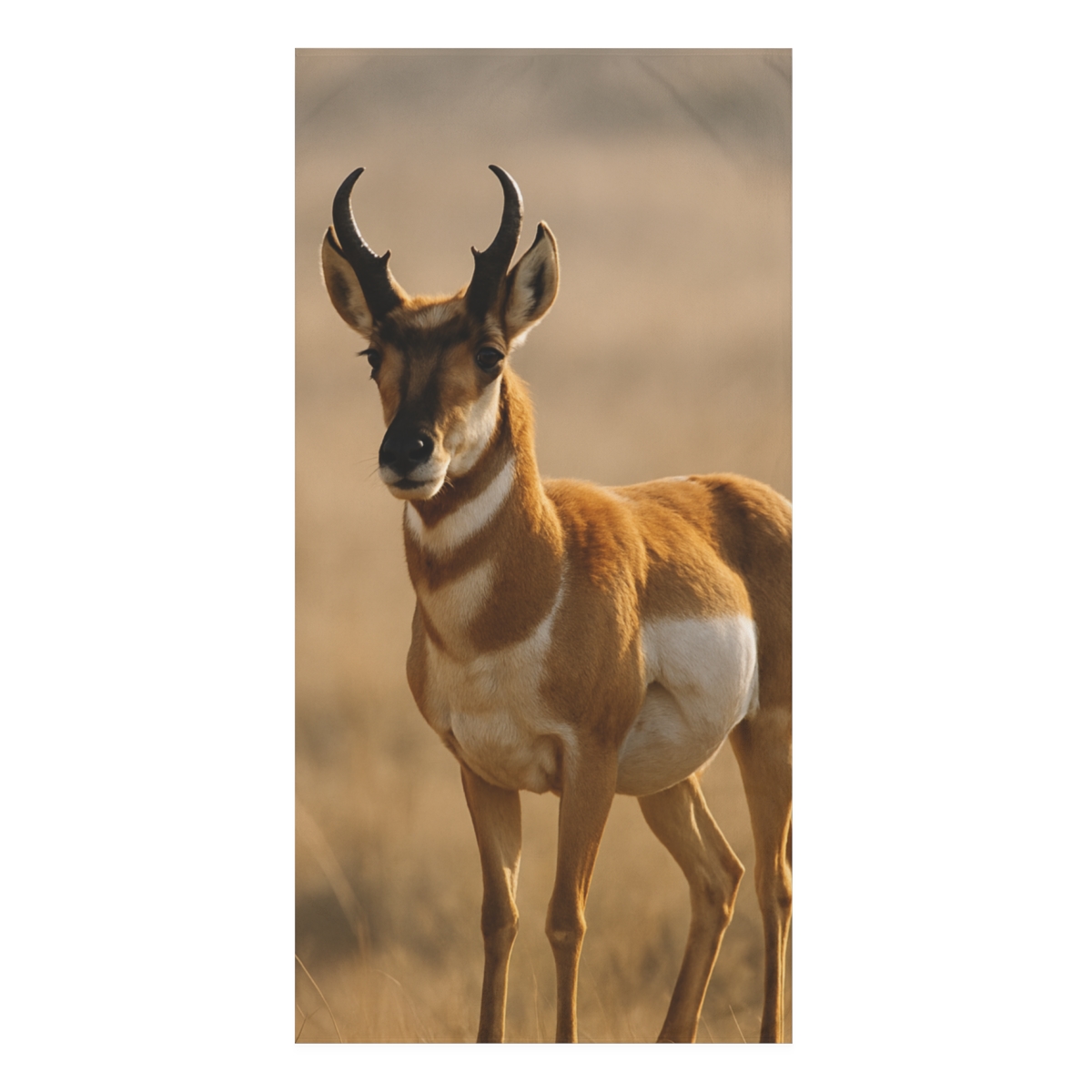 Golden Pulse Pronghorn soft cotton towels
