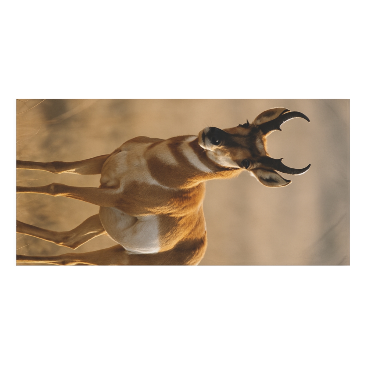 Golden Pulse Pronghorn soft cotton towels