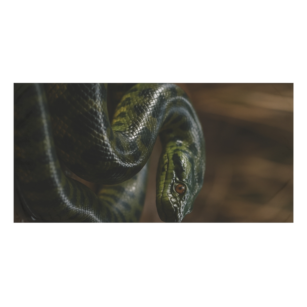 Gravity Coil Green Anaconda unique gift towels