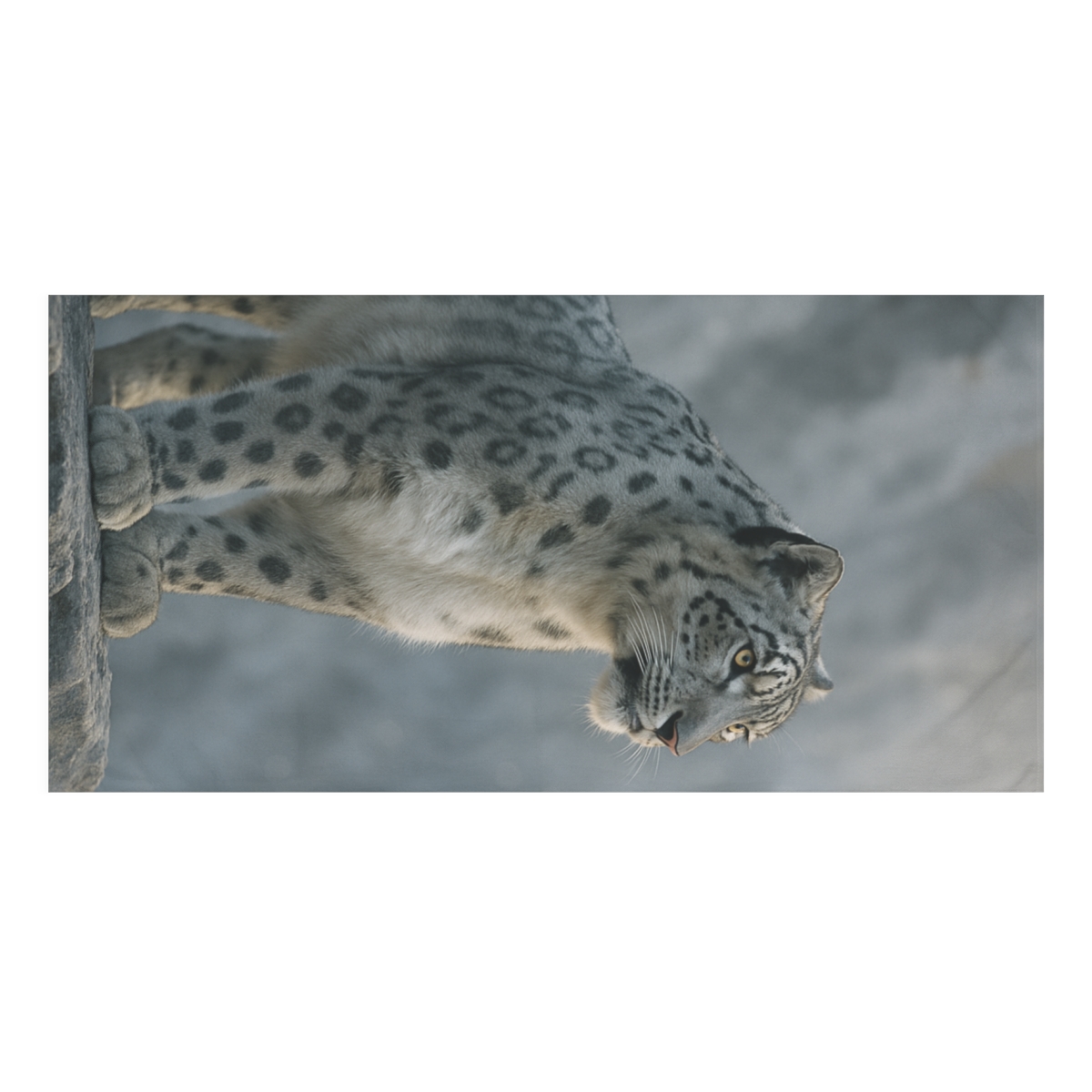 High Peak Ghost Snow Leopard trendy hand towels