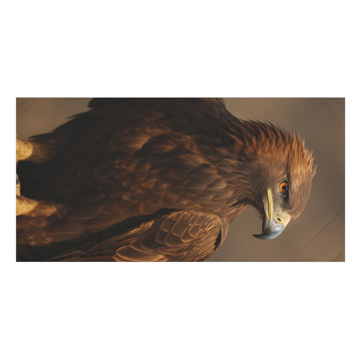 Highwind Sovereign Golden Eagle trendy hand towels