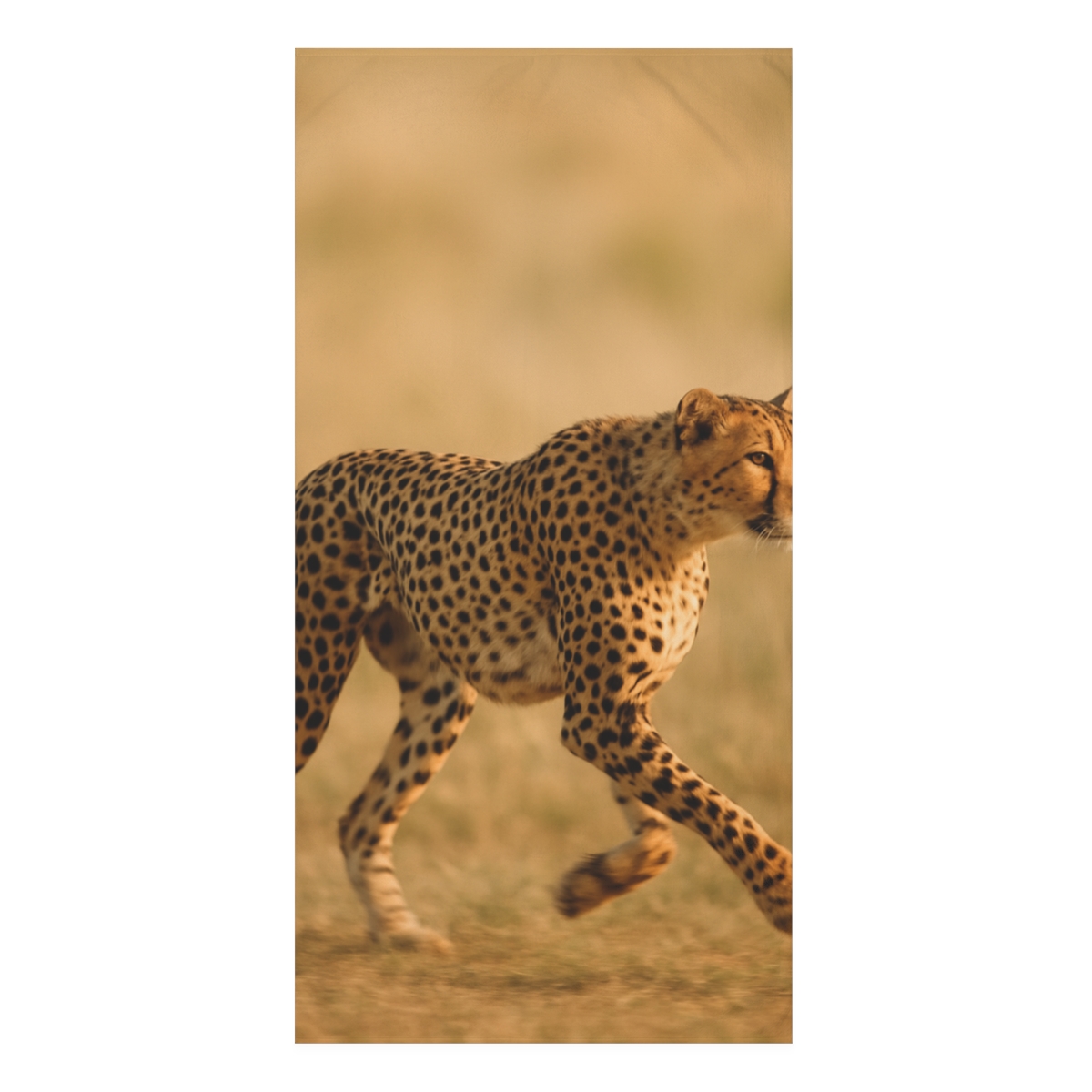 Horizon Runner Cheetah comfortable face towels