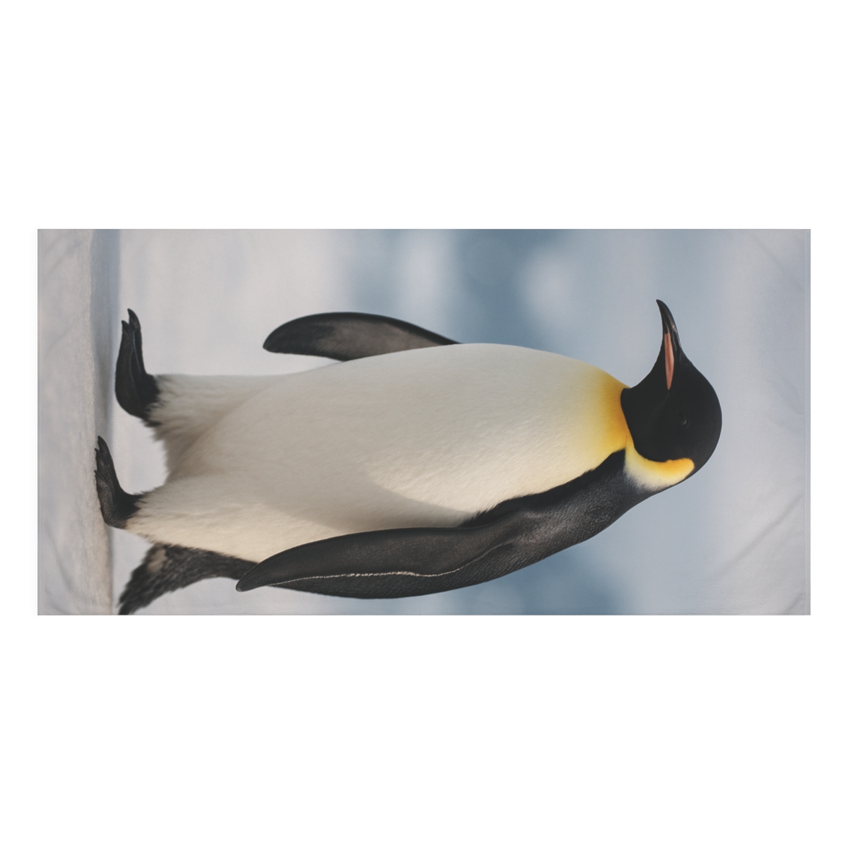Ice March Emperor Penguin designer printed towels
