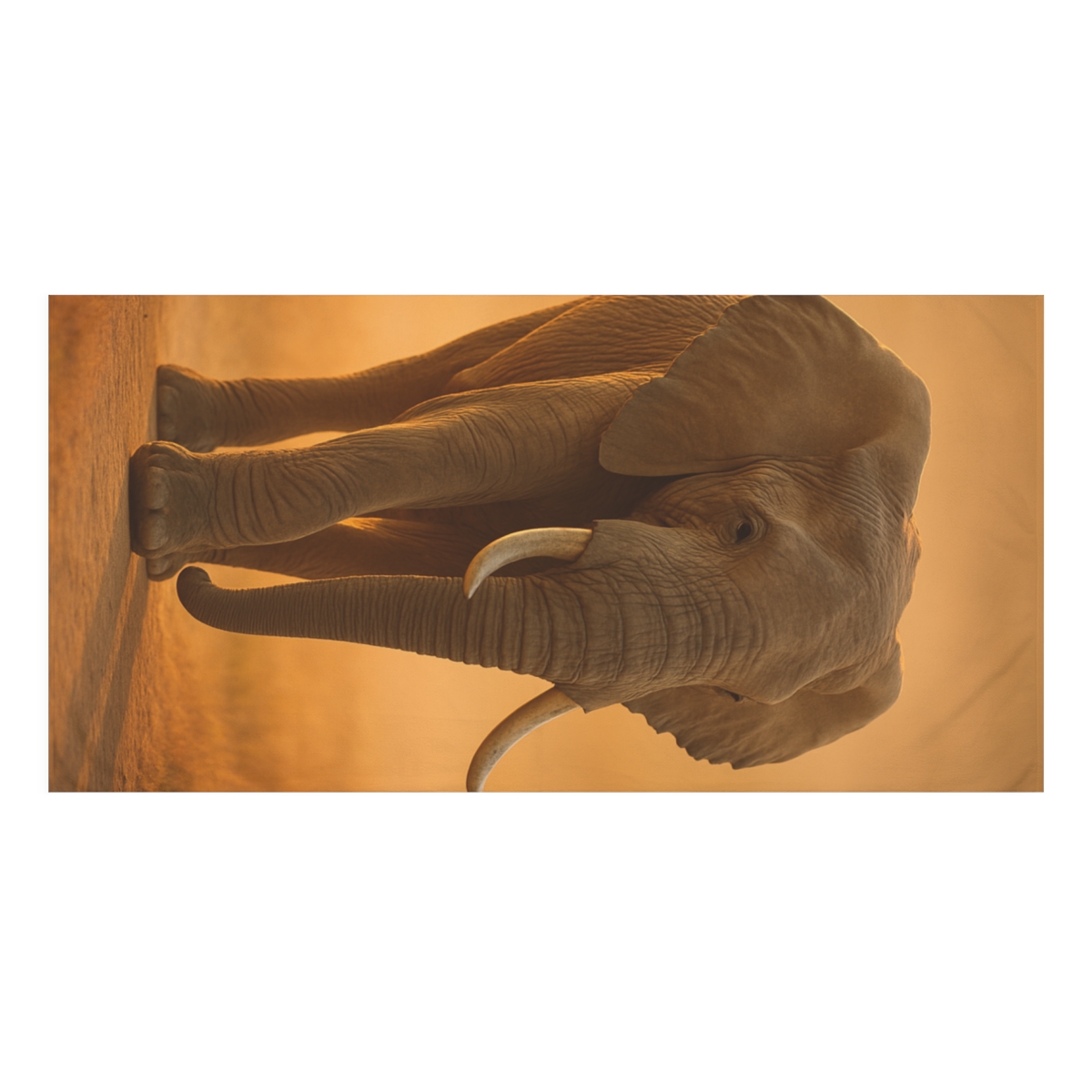 Ivory Giant Elephant trendy hand towels