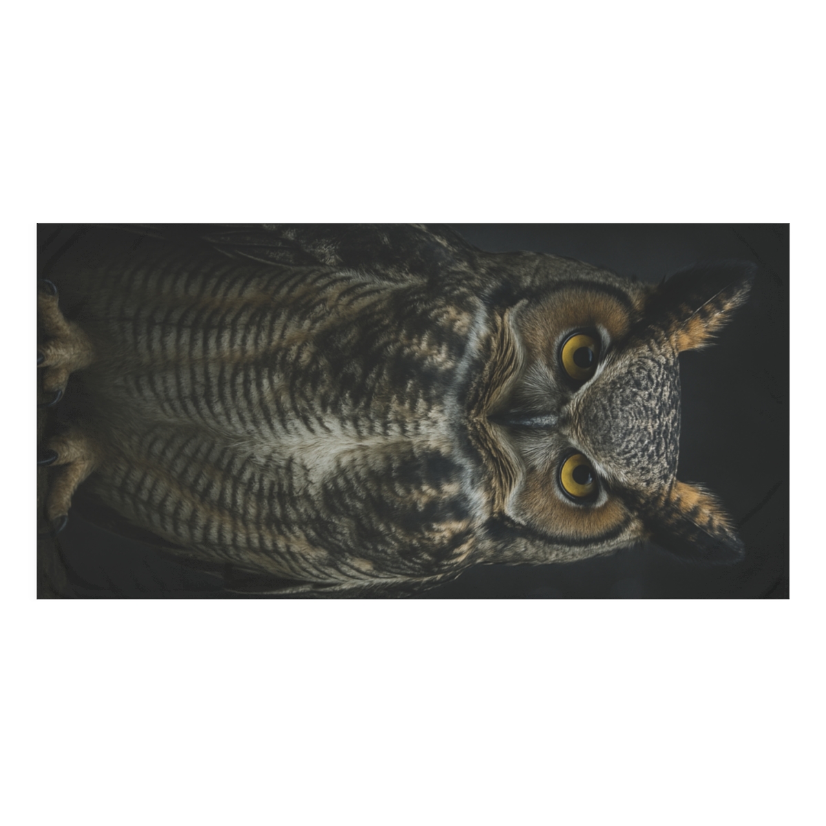 Lunar Stillness Great Horned Owl comfortable face towels