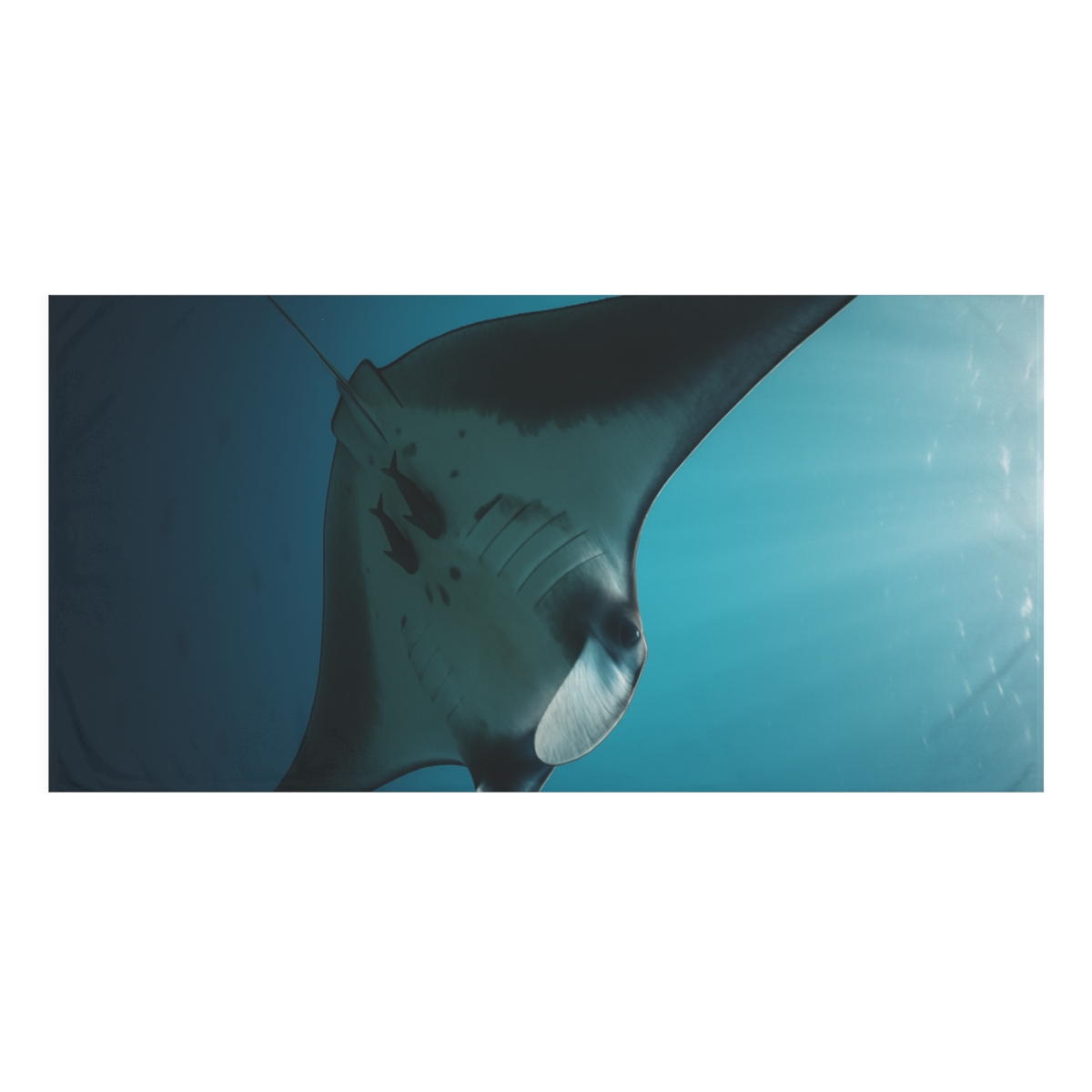 Manta Ray Ocean Glide decorative home towelscustom towels