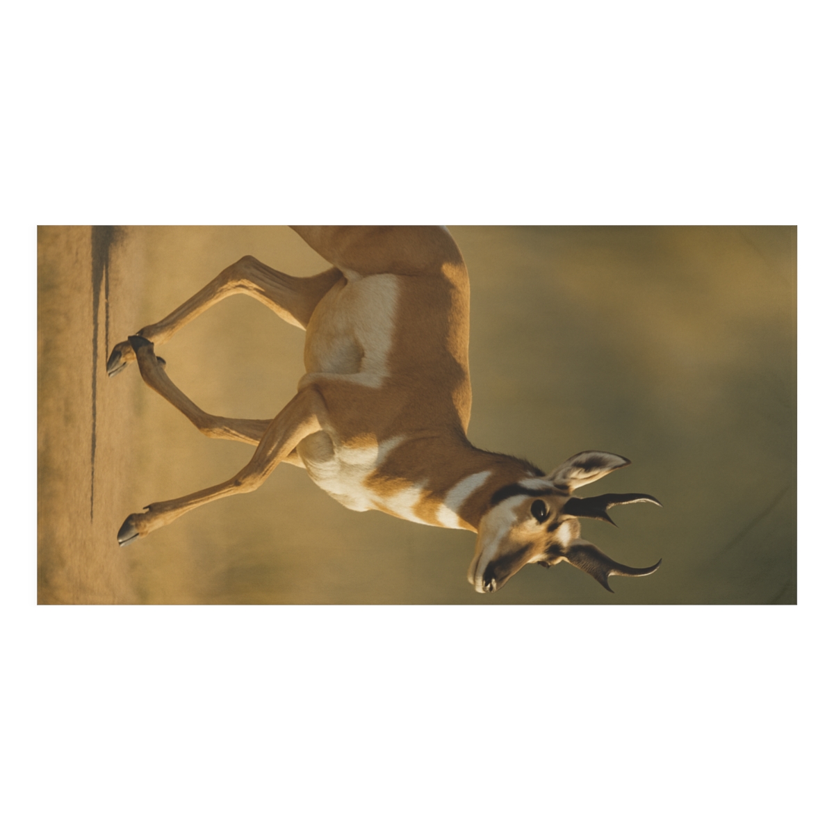 Meteor Trail Pronghorn soft cotton towels